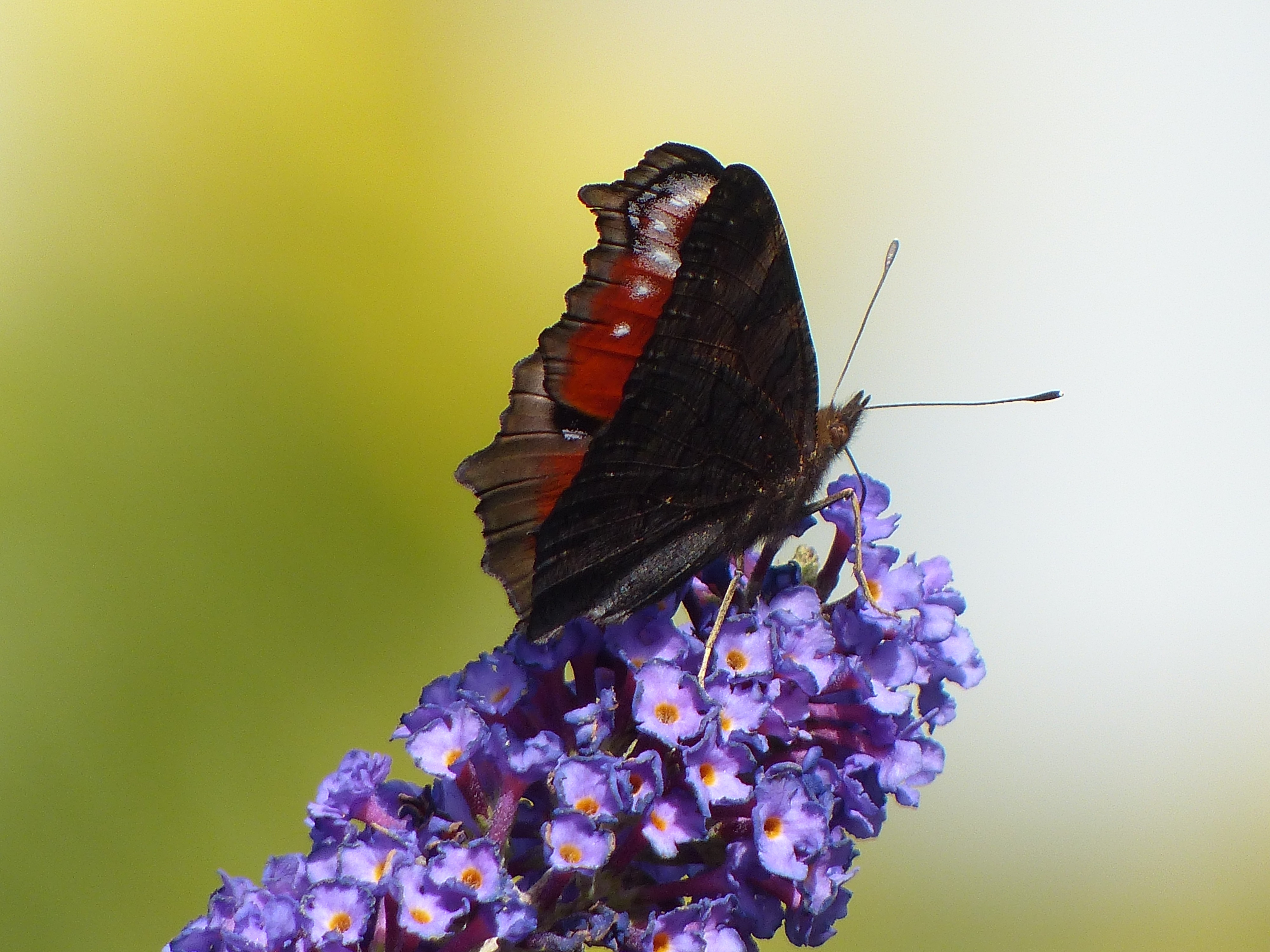 PCデスクトップに動物, 蝶, 花, 虫, 紫色の花画像を無料でダウンロード