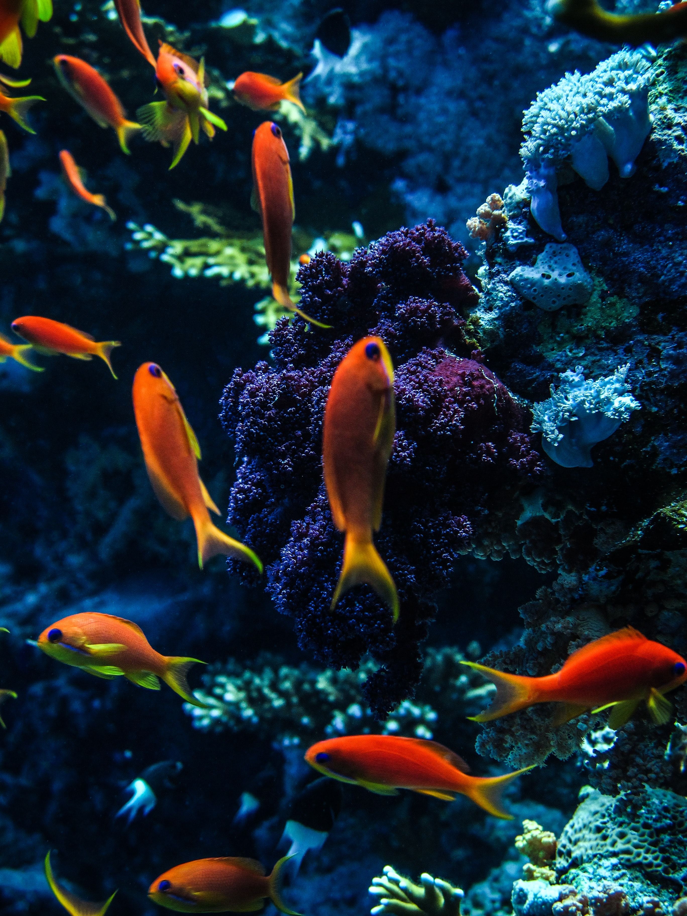 121943 Hintergrundbild herunterladen aquarium, fische, tiere, wasser, koralle - Bildschirmschoner und Bilder kostenlos