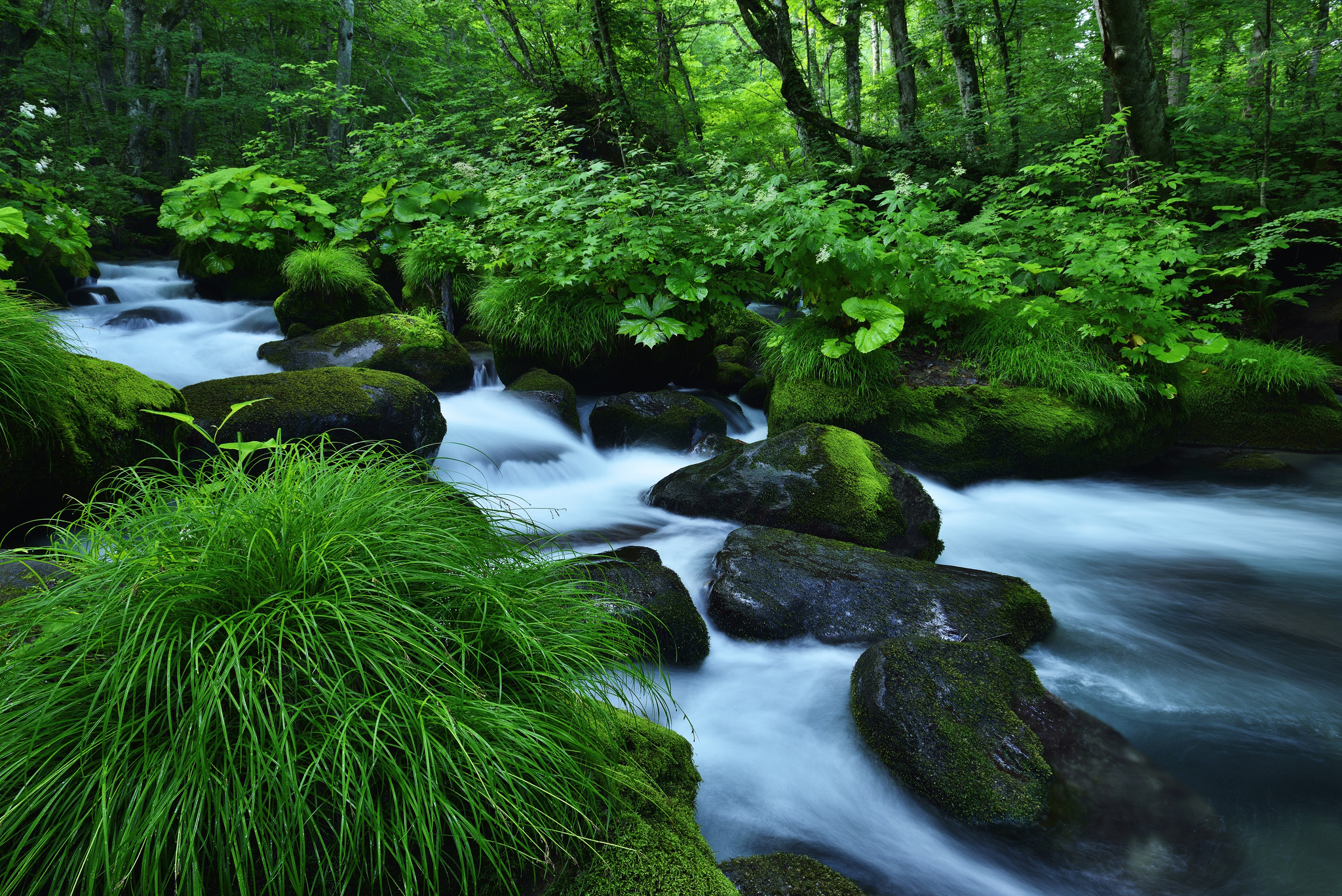 Download mobile wallpaper Nature, Forest, Earth, Foam, Moss, Stream, River for free.