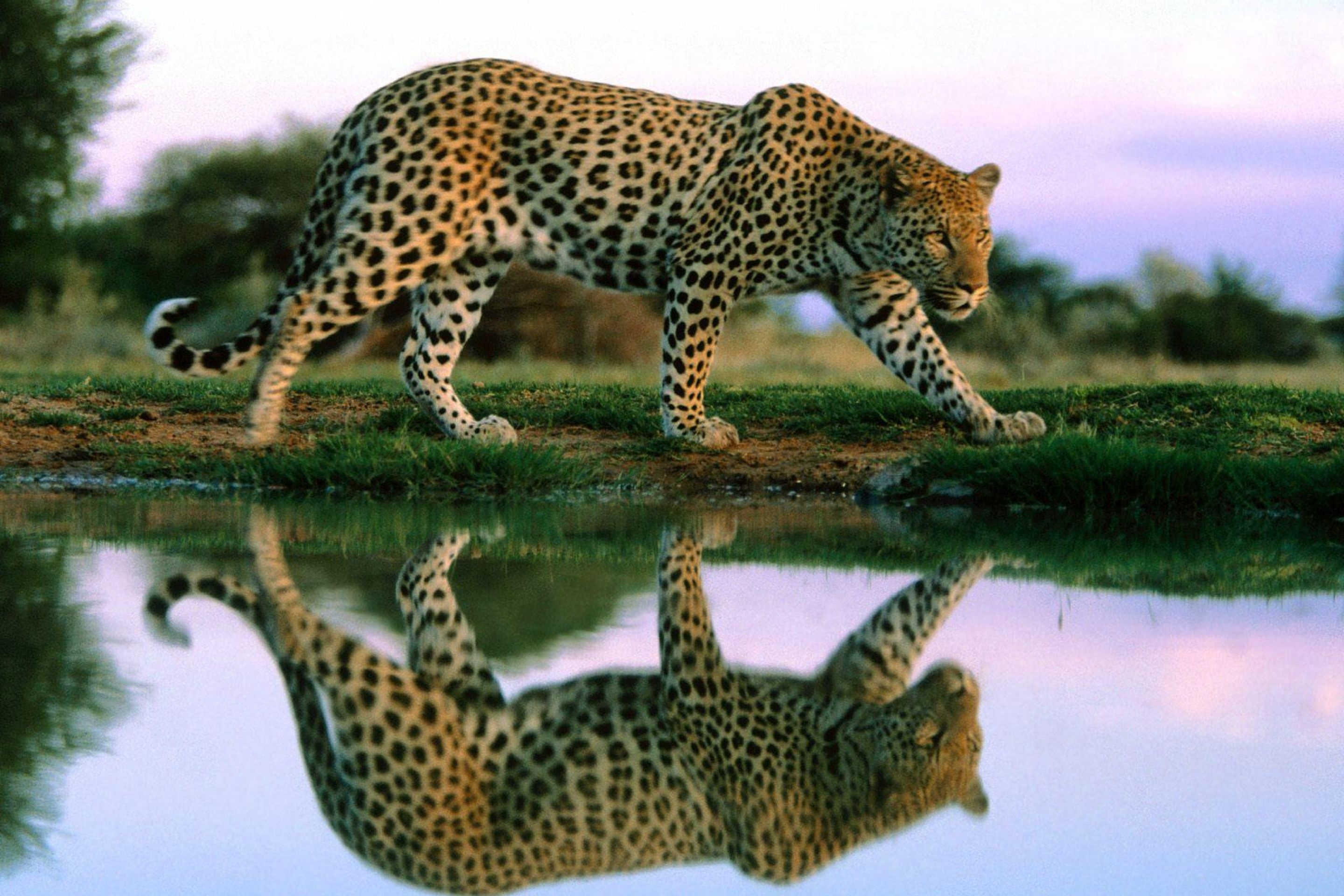 Free download wallpaper Jaguar, Animal on your PC desktop