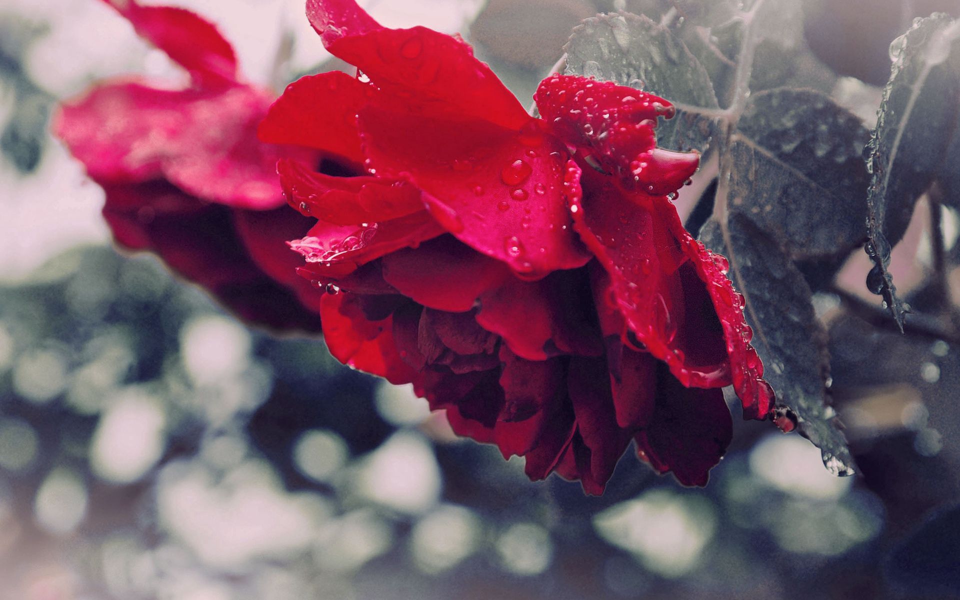 Download mobile wallpaper Flower, Rose, Petals, Dew, Macro, Rose Flower, Drops for free.