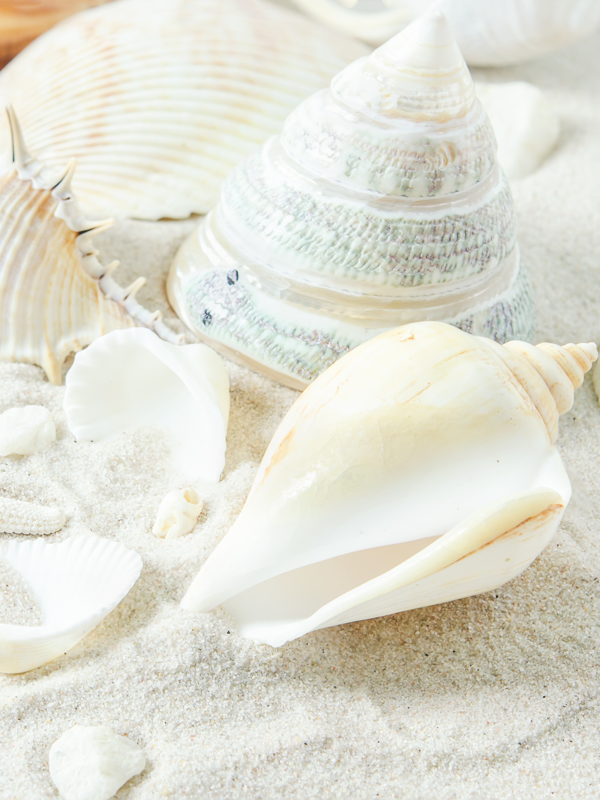 Download mobile wallpaper Sand, Summer, Earth, Shell for free.