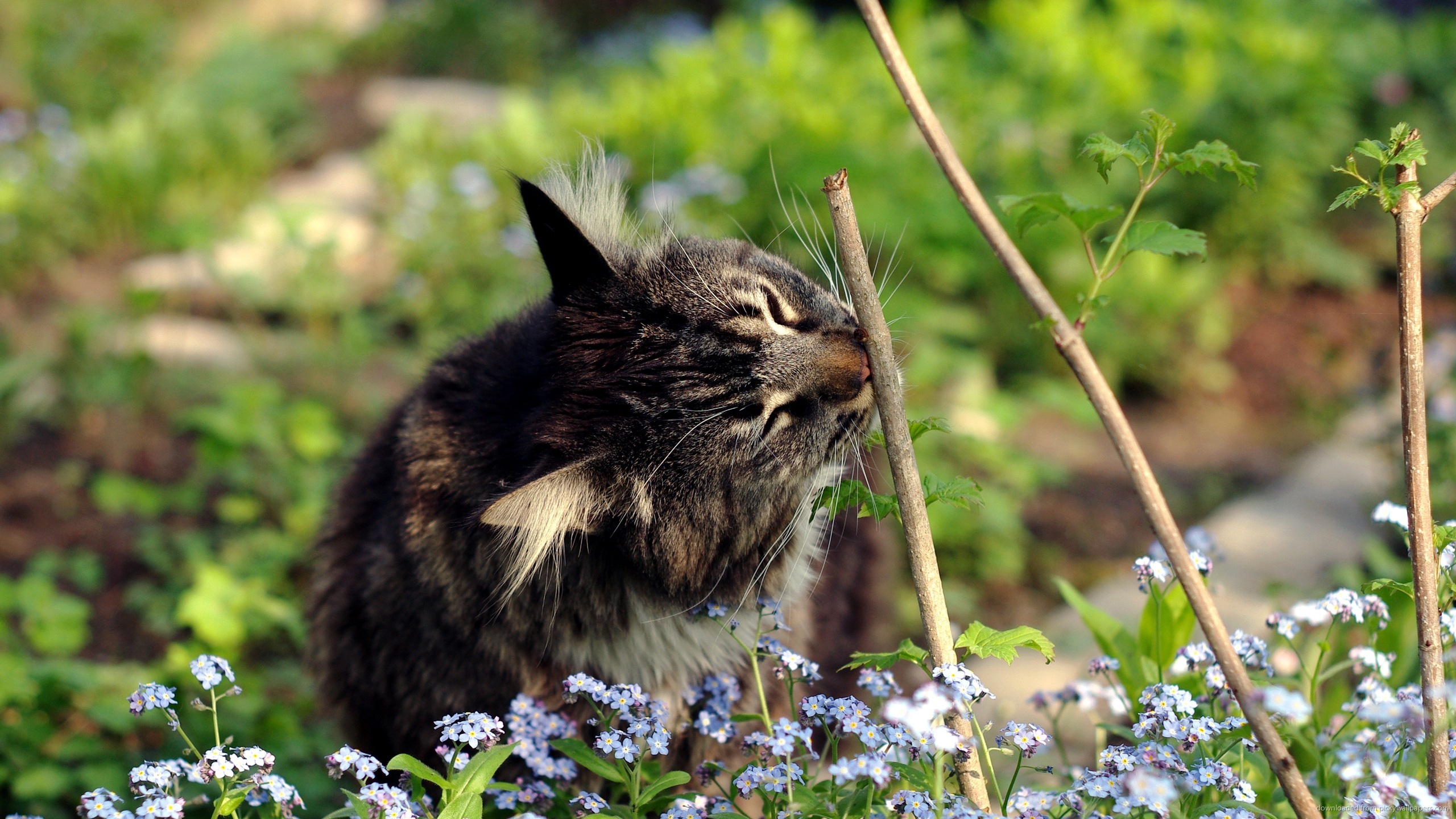 Handy-Wallpaper Tiere, Katzen, Katze kostenlos herunterladen.