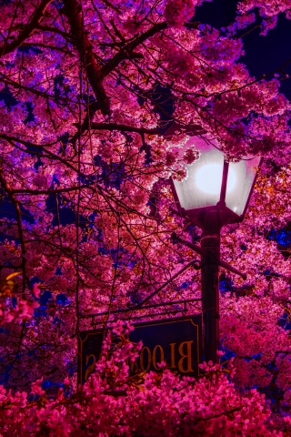 Baixar papel de parede para celular de Noite, Sakura, Flor Rosa, Florescer, Floração, Fotografia, Poste De Iluminação, Poste De Luz gratuito.