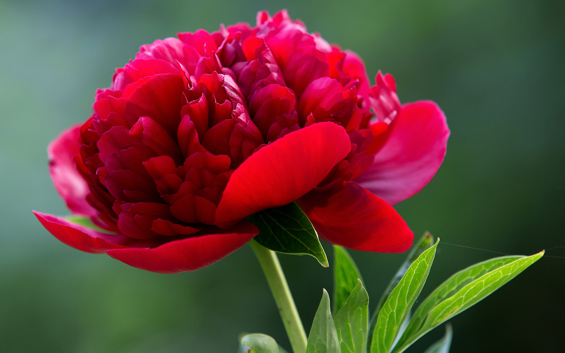earth, peony, close up, flower, red flower, flowers