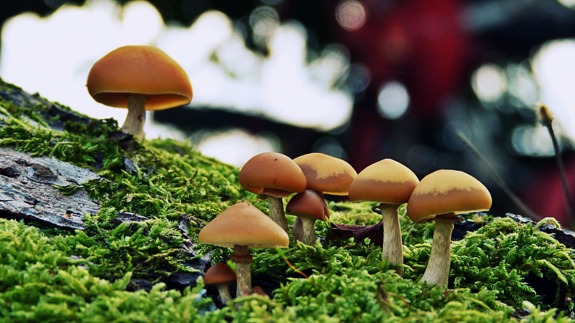 Free download wallpaper Nature, Food, Earth, Mushroom on your PC desktop