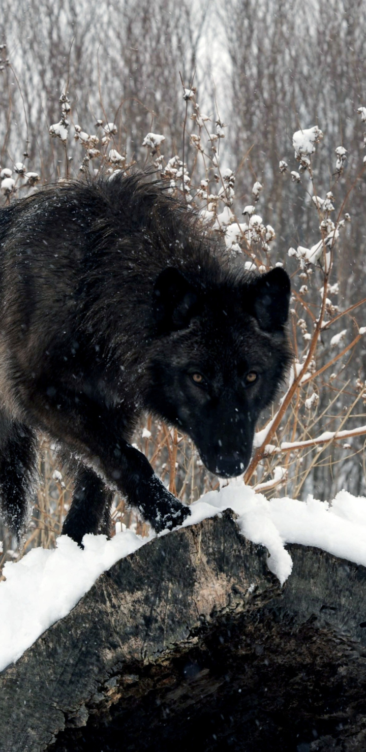 Download mobile wallpaper Snow, Wolf, Animal, Wolves for free.