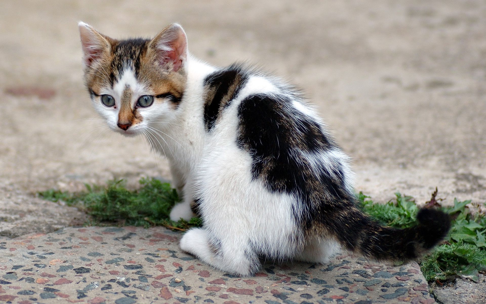 Full HD kitty, kitten, animals, grass, spotted, spotty, asphalt