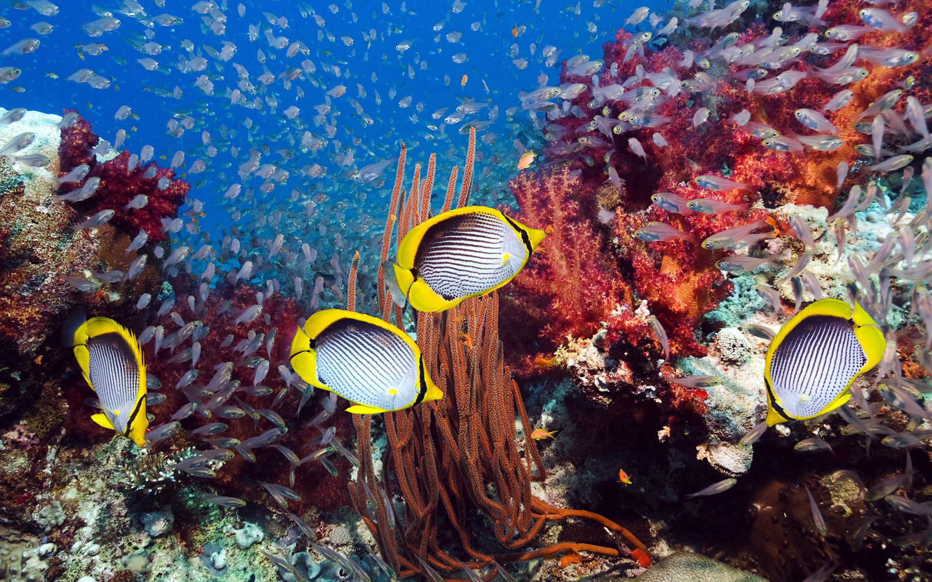 98093 скачать картинку подводный мир, рыбы, водоросли, животные - обои и заставки бесплатно