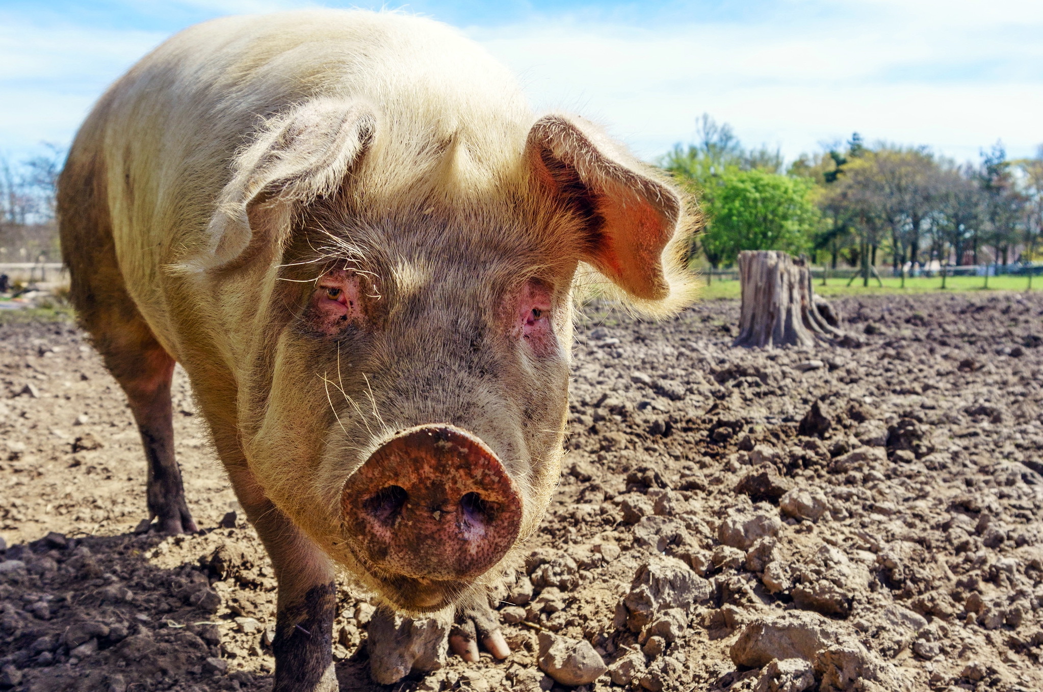 Laden Sie das Tiere, Schwein-Bild kostenlos auf Ihren PC-Desktop herunter