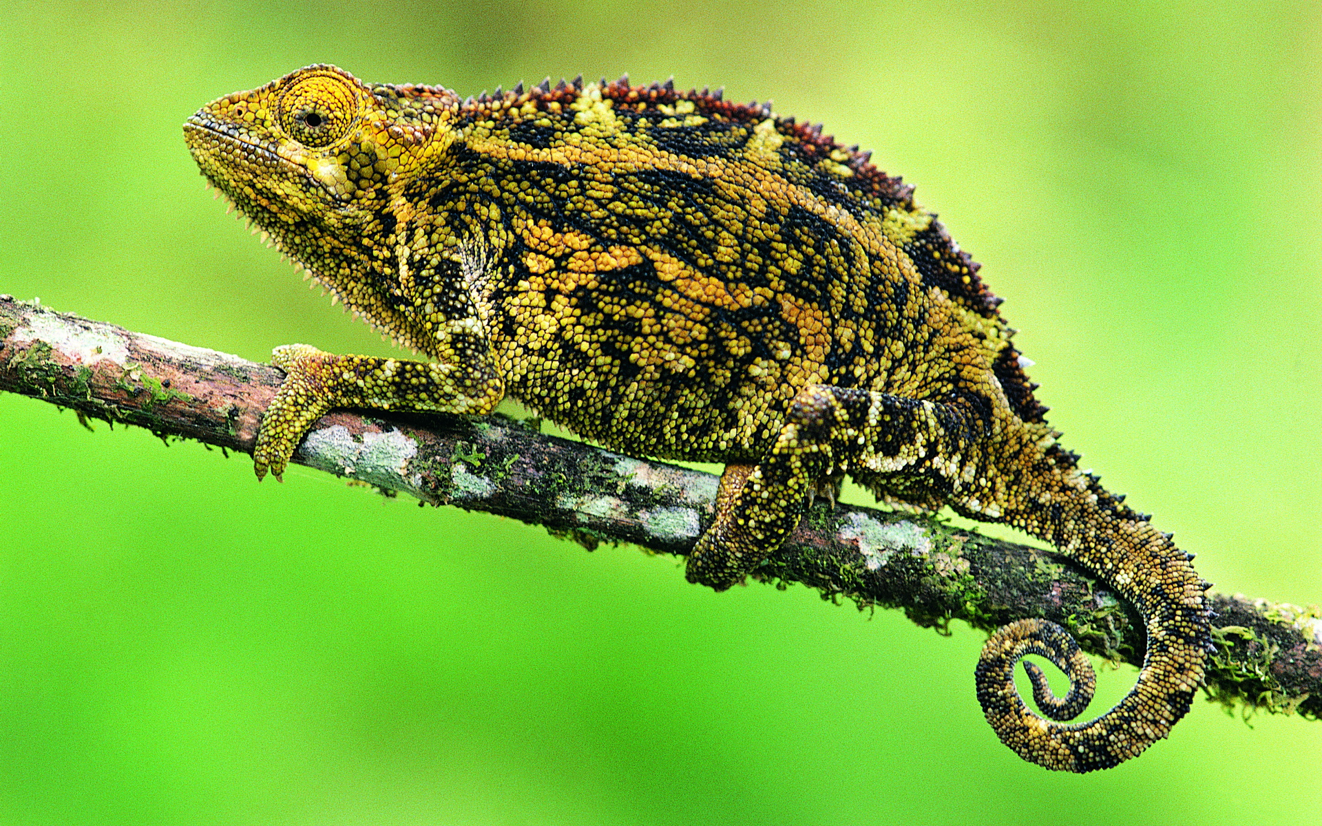 Descarga gratuita de fondo de pantalla para móvil de Camaleón, Reptiles, Animales.