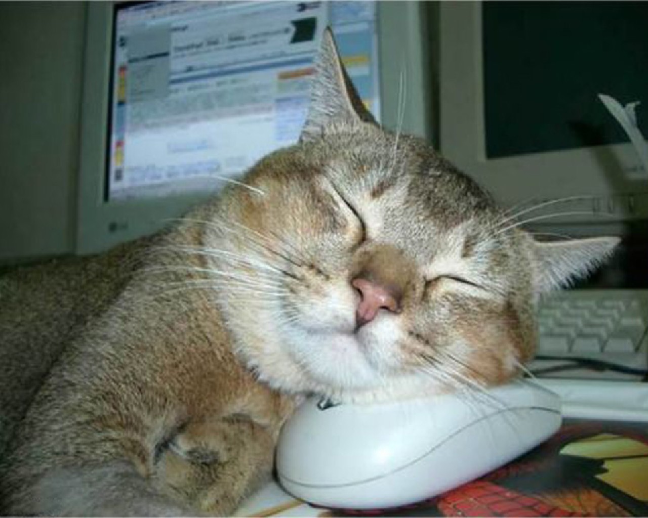20376 Заставки и Обои Кошки (Коты Котики) на телефон. Скачать  картинки бесплатно