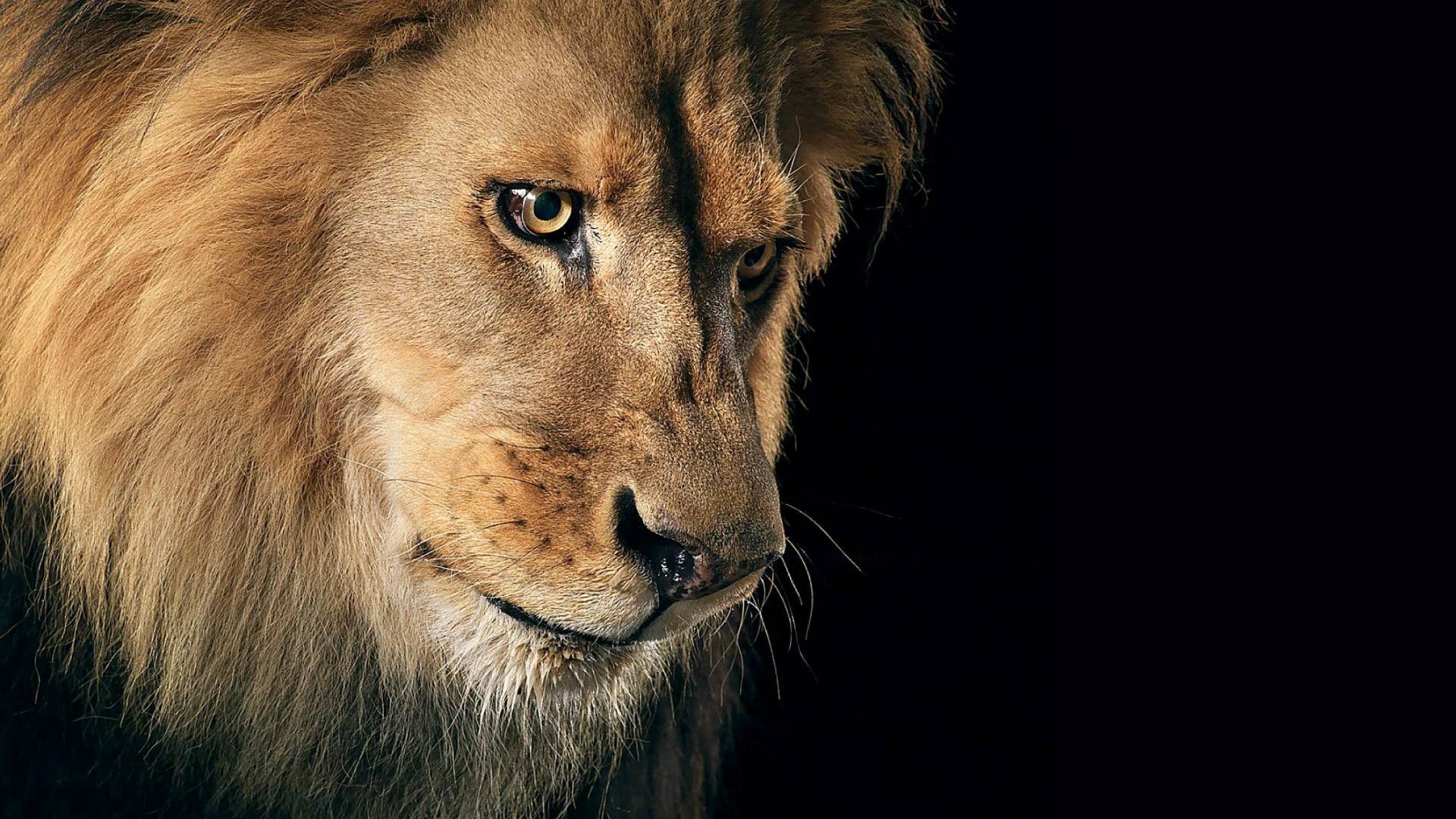 lion, mane, dark background, animals, predator phone background