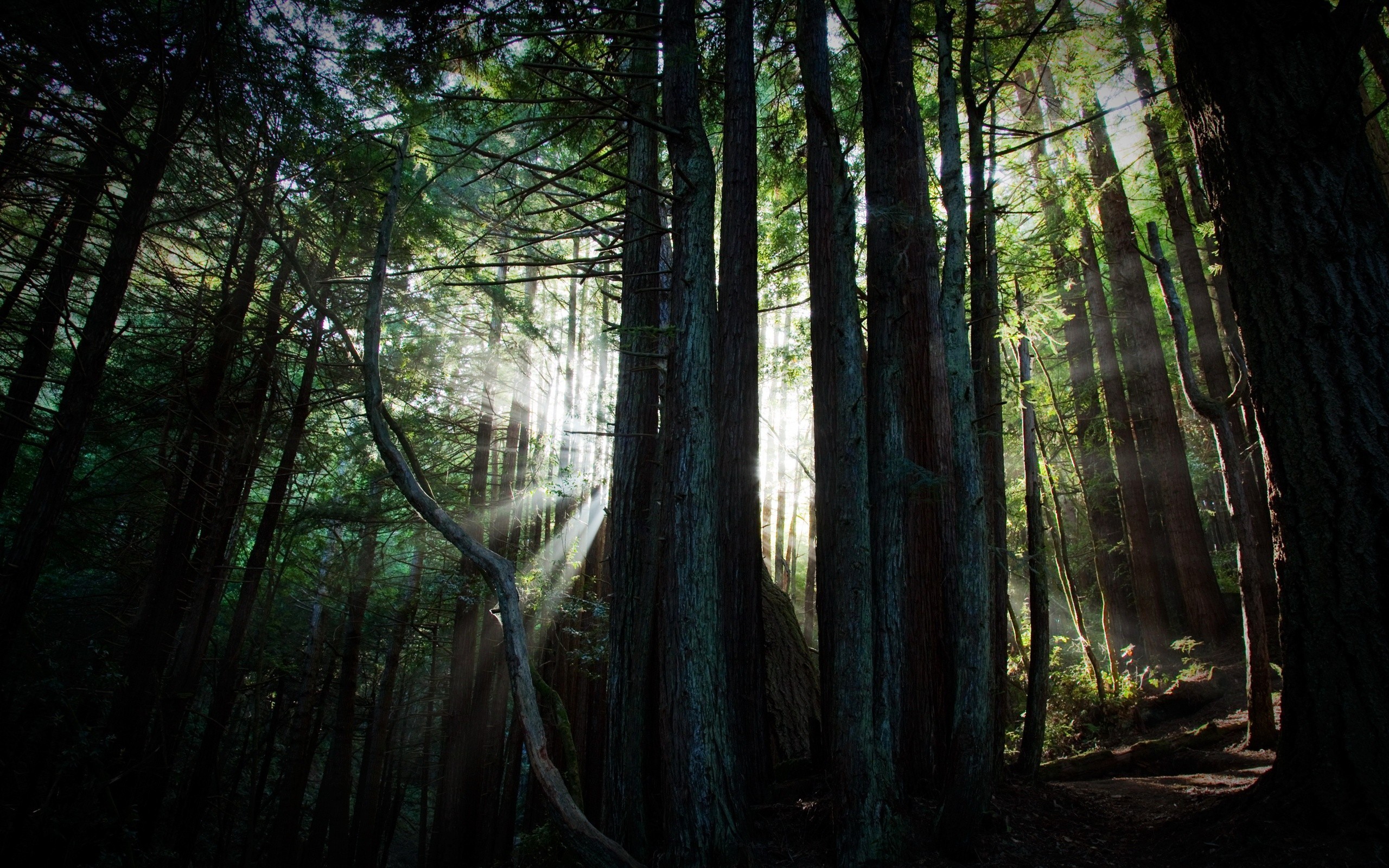 Descarga gratis la imagen Bosque, Tierra/naturaleza en el escritorio de tu PC