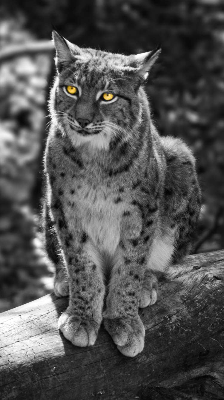 Download mobile wallpaper Cats, Animal, Bokeh, Lynx, Selective Color for free.