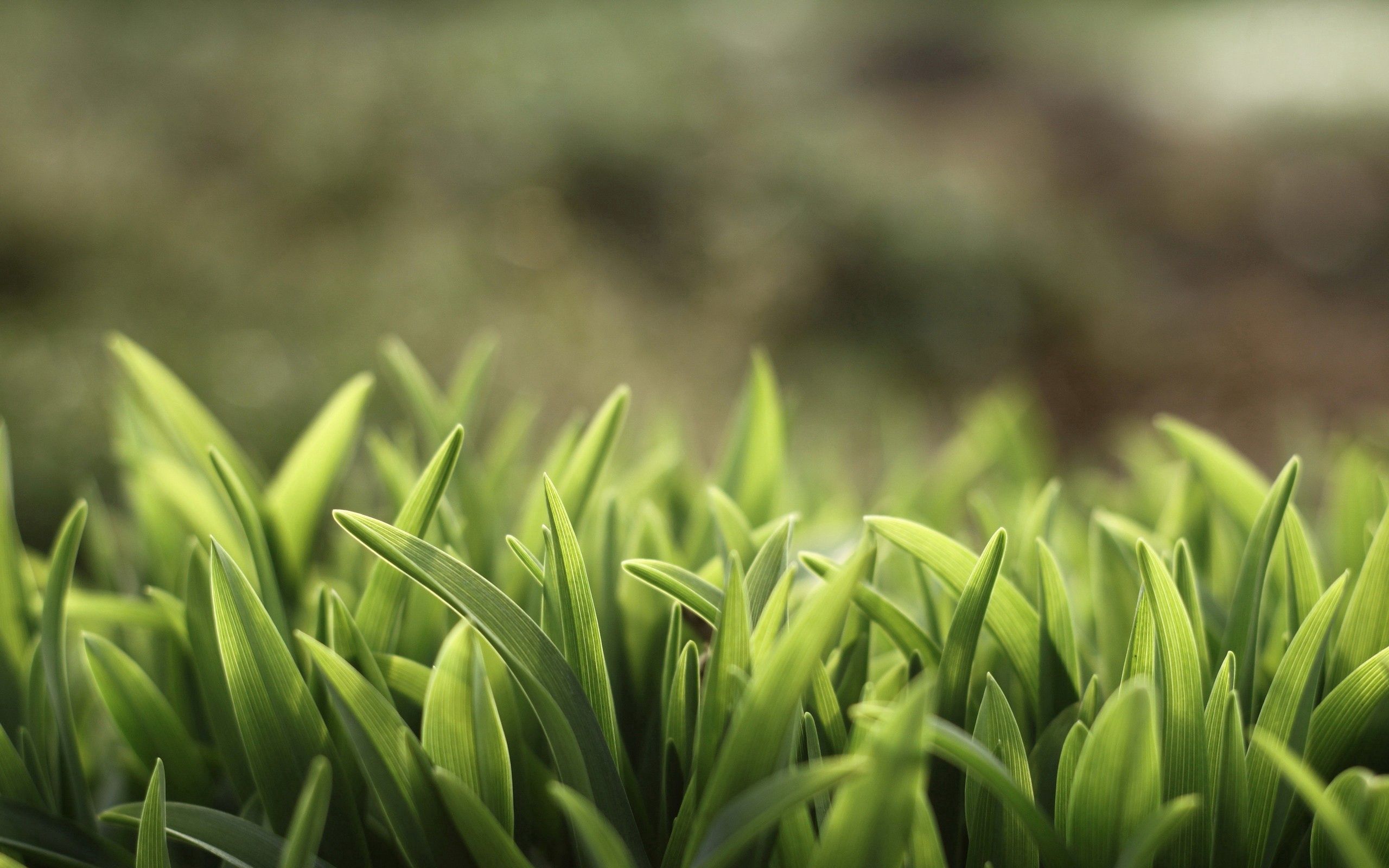 Laden Sie das Grass, Pflanze, Makro, Blendung, Rasen-Bild kostenlos auf Ihren PC-Desktop herunter