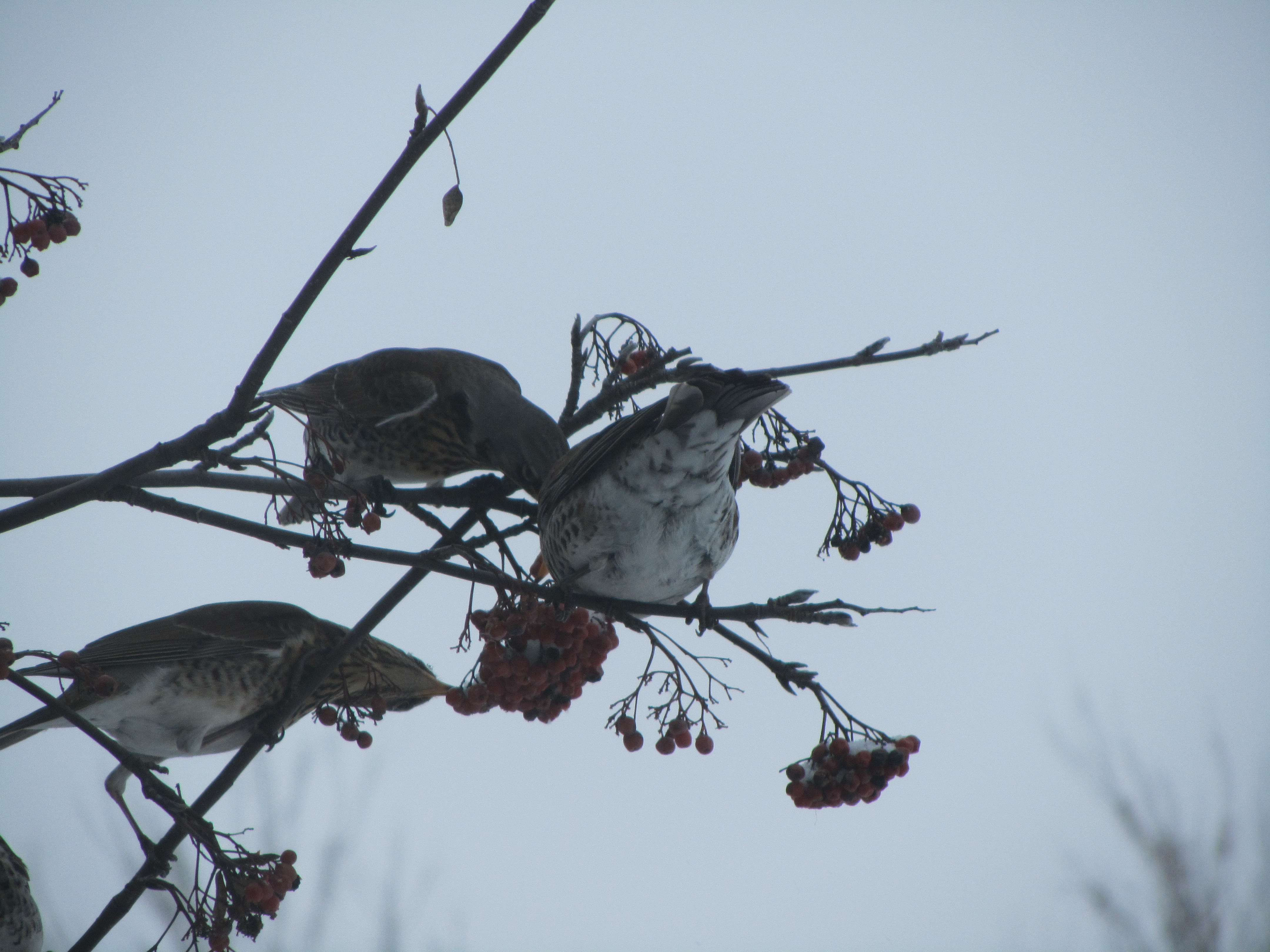 Laden Sie das Tiere, Vogel-Bild kostenlos auf Ihren PC-Desktop herunter