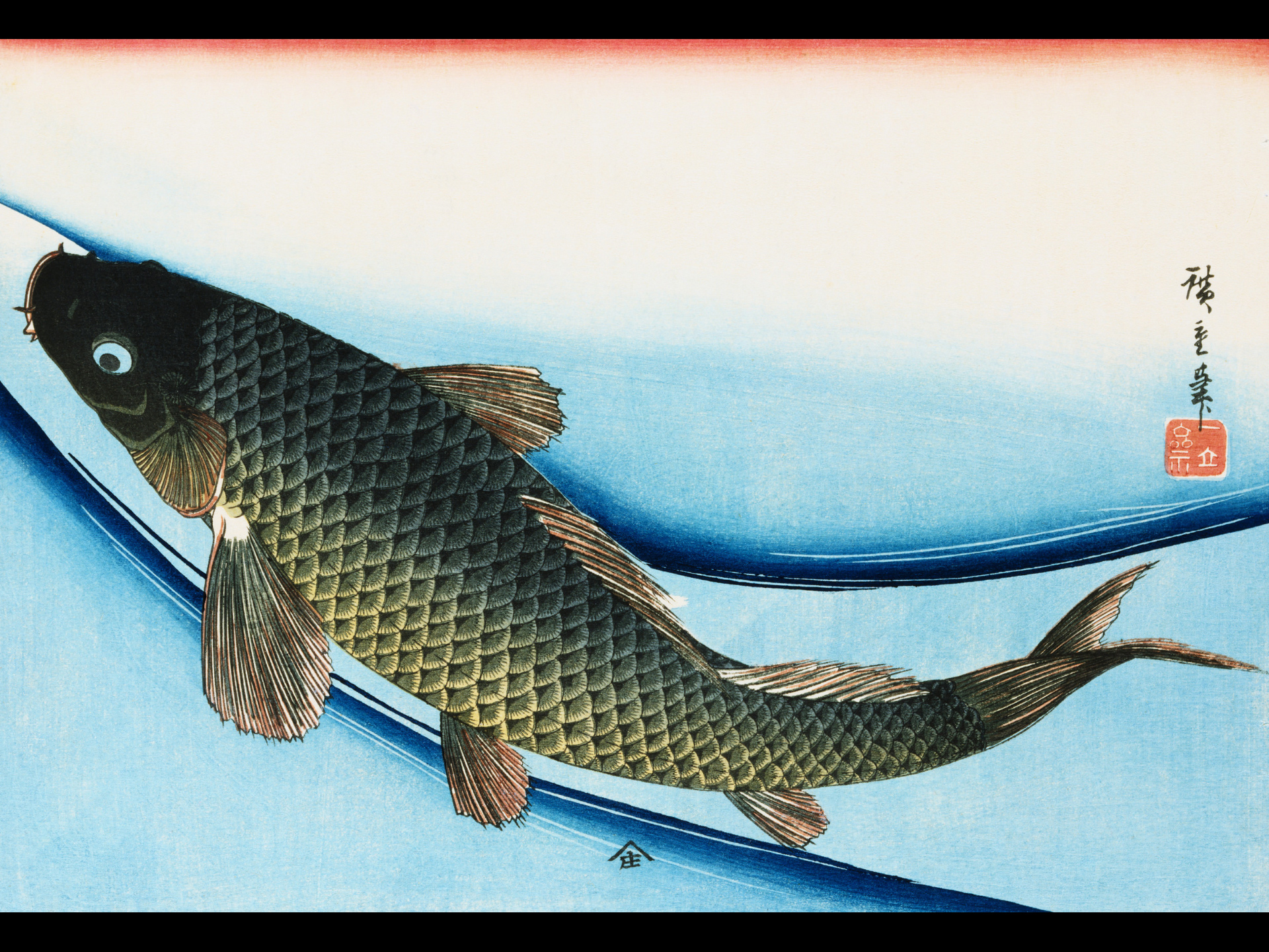 animal, fish, fishes Panoramic Wallpaper
