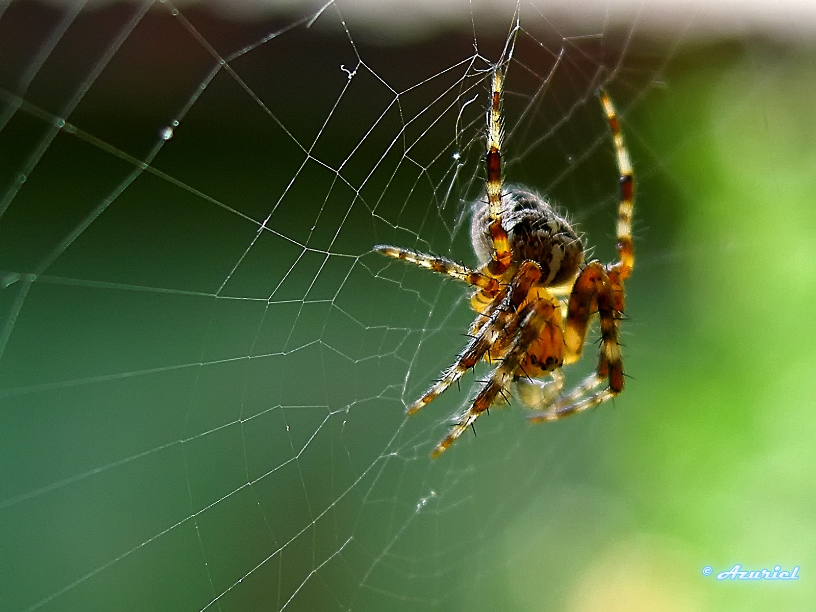 spiders, insects, web, green Full HD