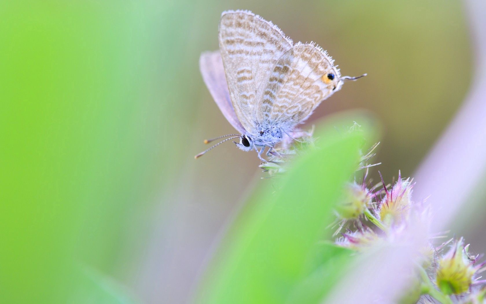 Free download wallpaper Blur, Smooth, Insect, Macro, Wings, Greens, Butterfly on your PC desktop