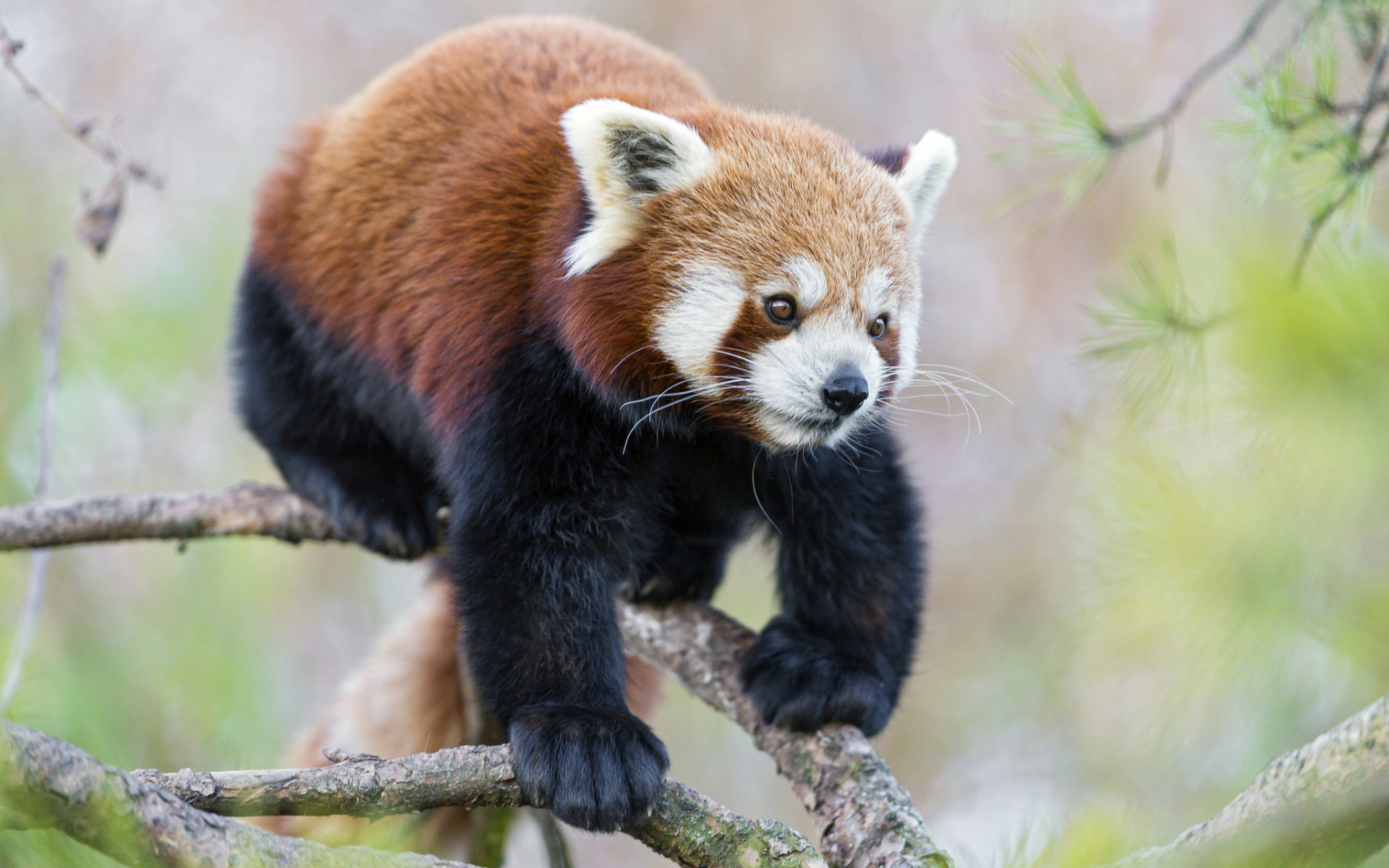 Handy-Wallpaper Tiere, Kleiner Panda kostenlos herunterladen.