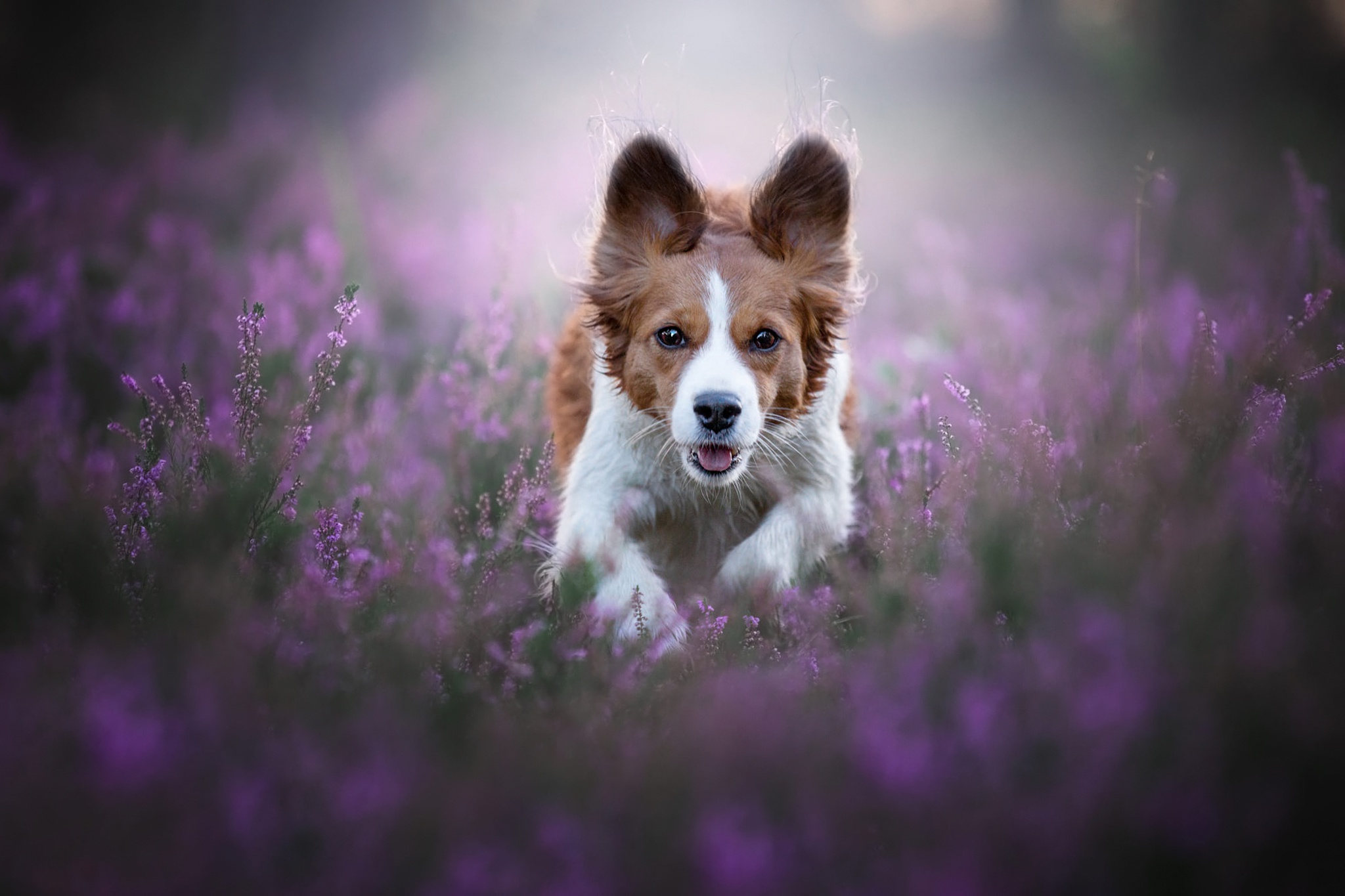 Download mobile wallpaper Dogs, Heather, Flower, Dog, Animal, Puppy, Baby Animal for free.