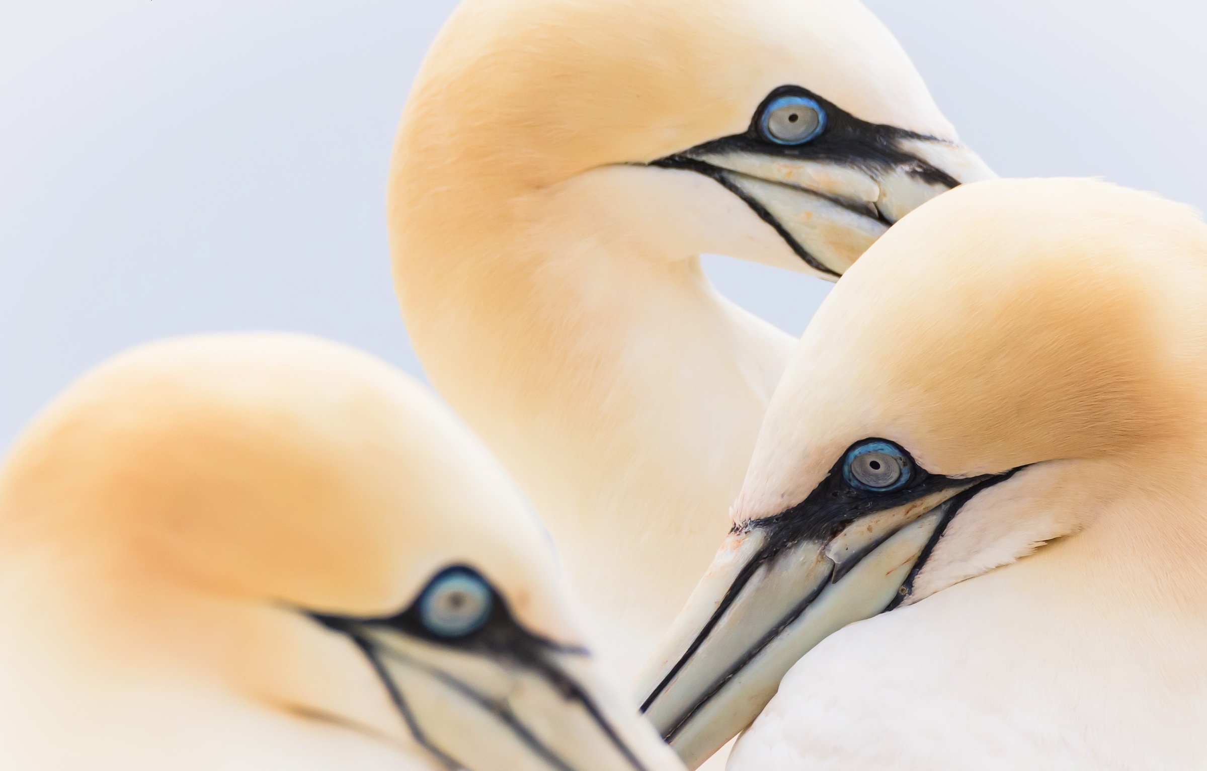 animal, northern gannet, beak, bird, close up, birds