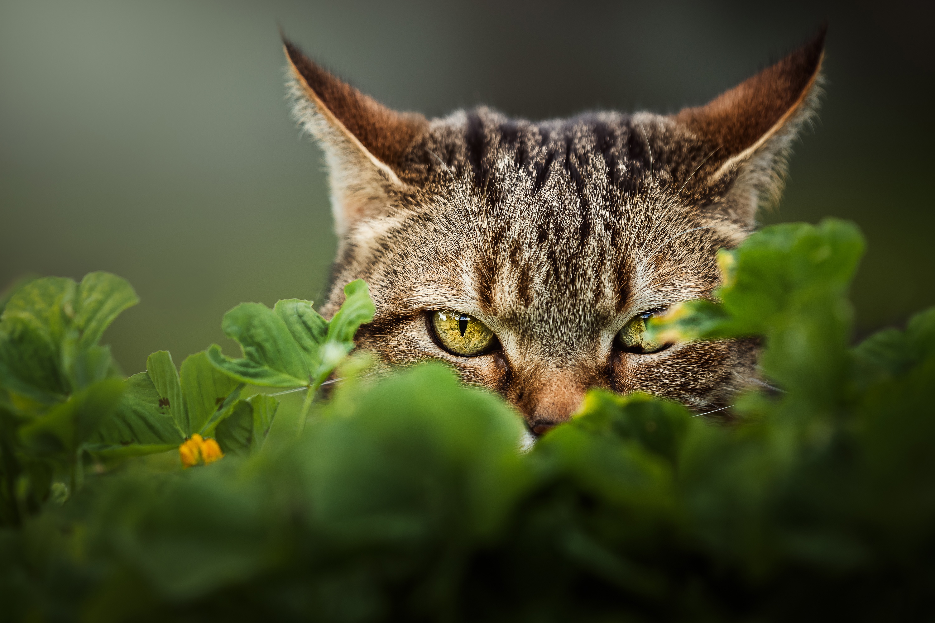 Baixe gratuitamente a imagem Animais, Gatos, Gato, Olhar Fixamente na área de trabalho do seu PC