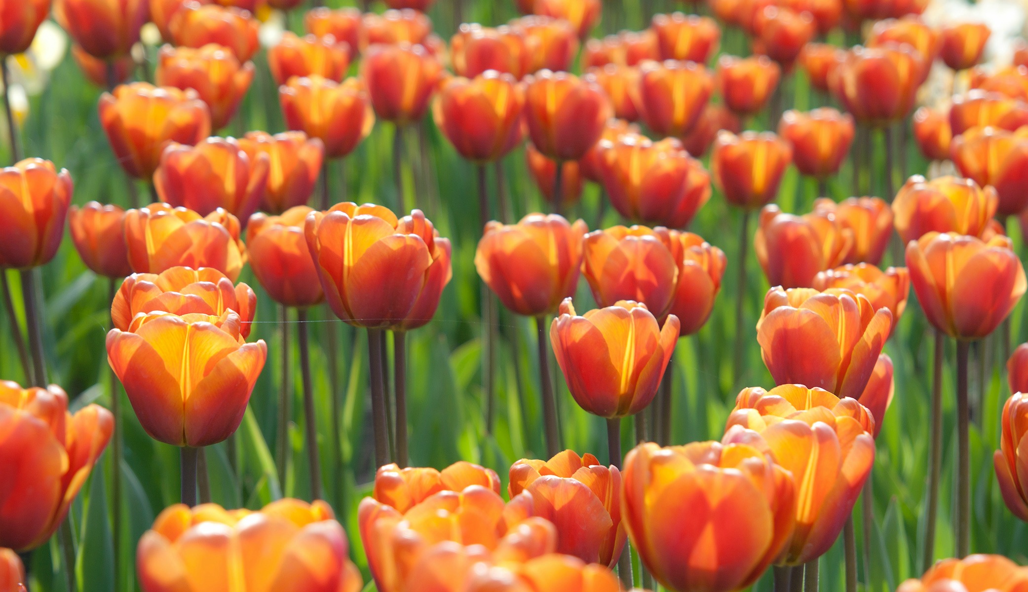 Download mobile wallpaper Flowers, Flower, Earth, Tulip for free.