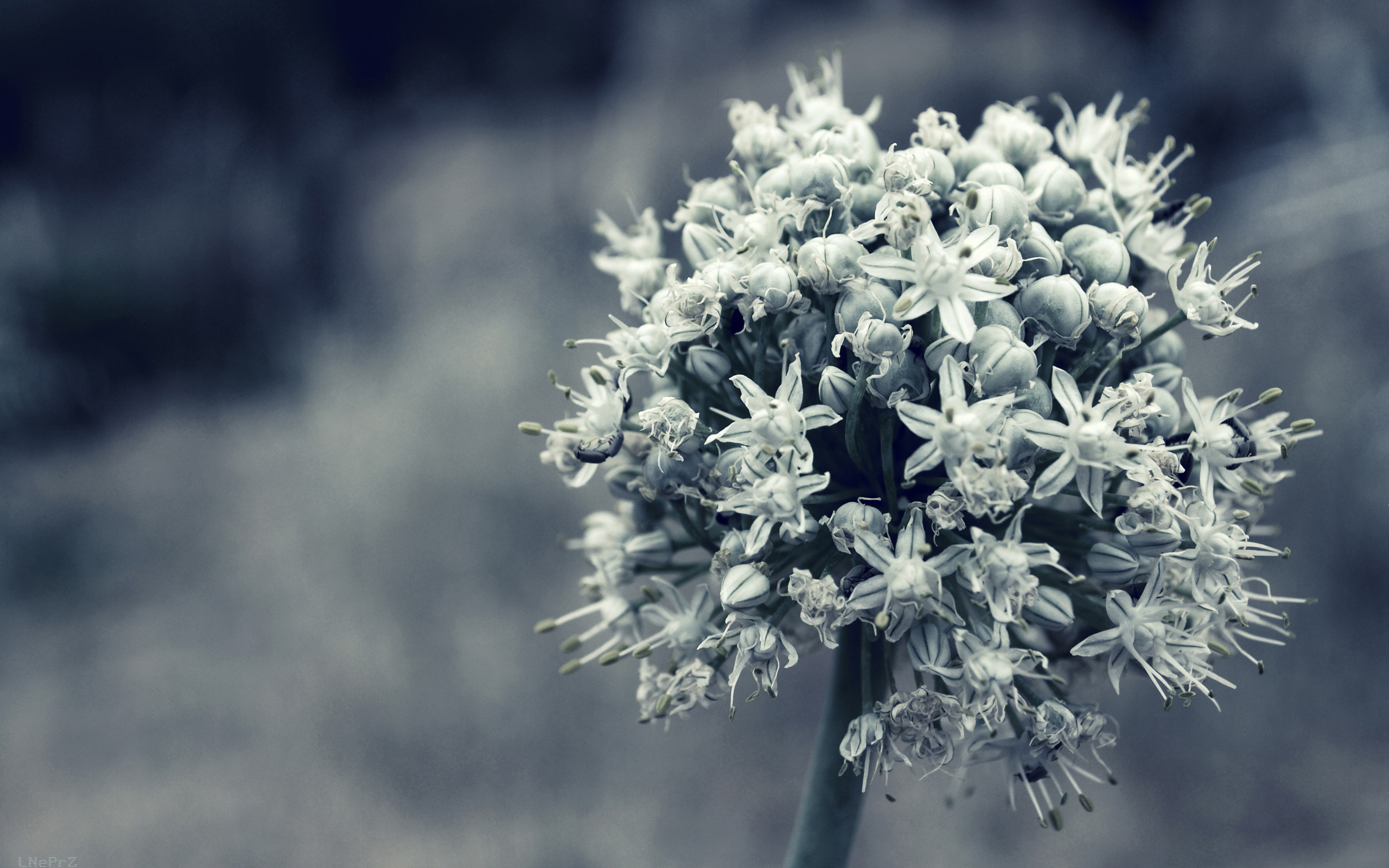 Laden Sie das Blume, Erde/natur-Bild kostenlos auf Ihren PC-Desktop herunter