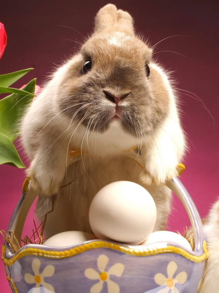 Download mobile wallpaper Easter, Animal, Rabbit, Egg, Cute for free.