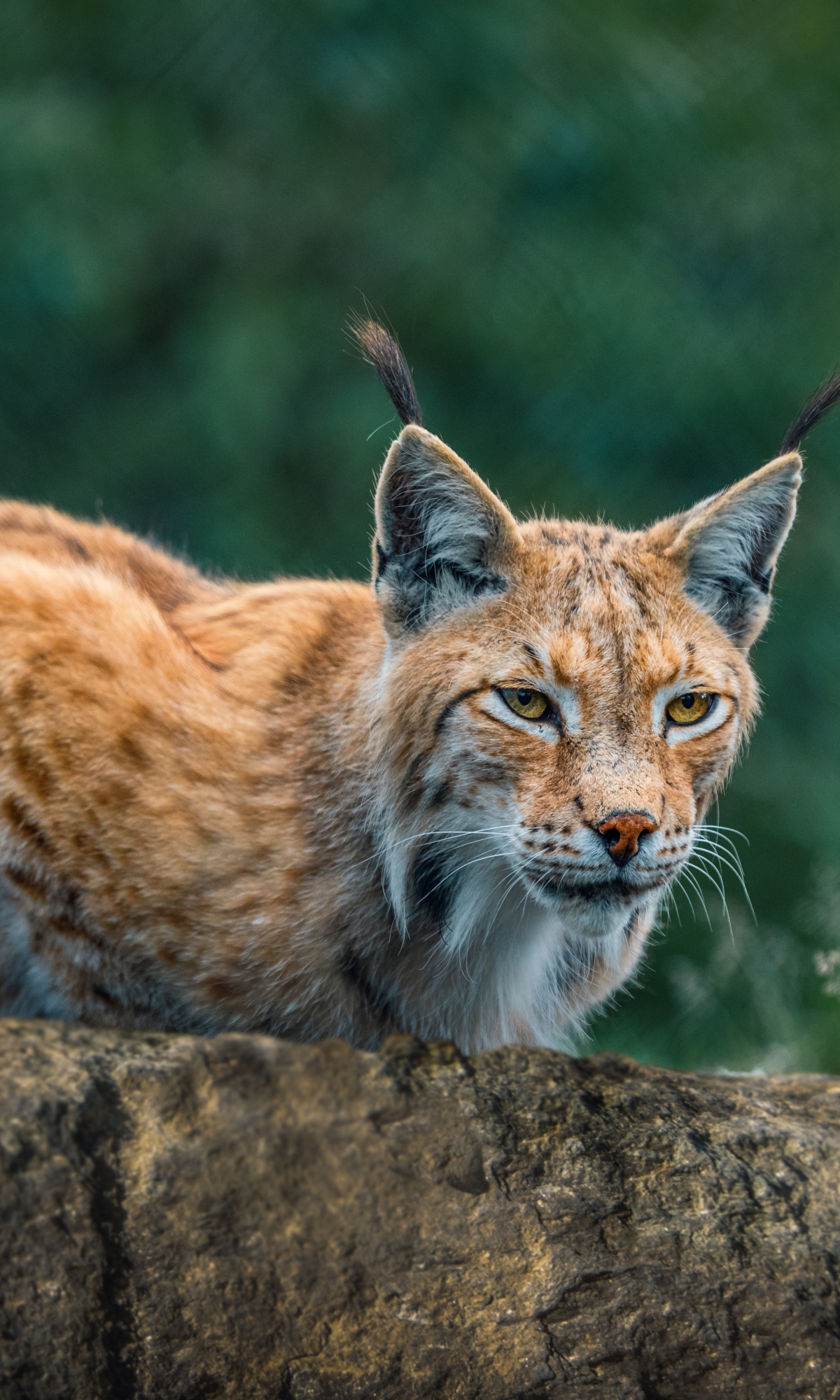 Handy-Wallpaper Tiere, Katzen, Luchs kostenlos herunterladen.