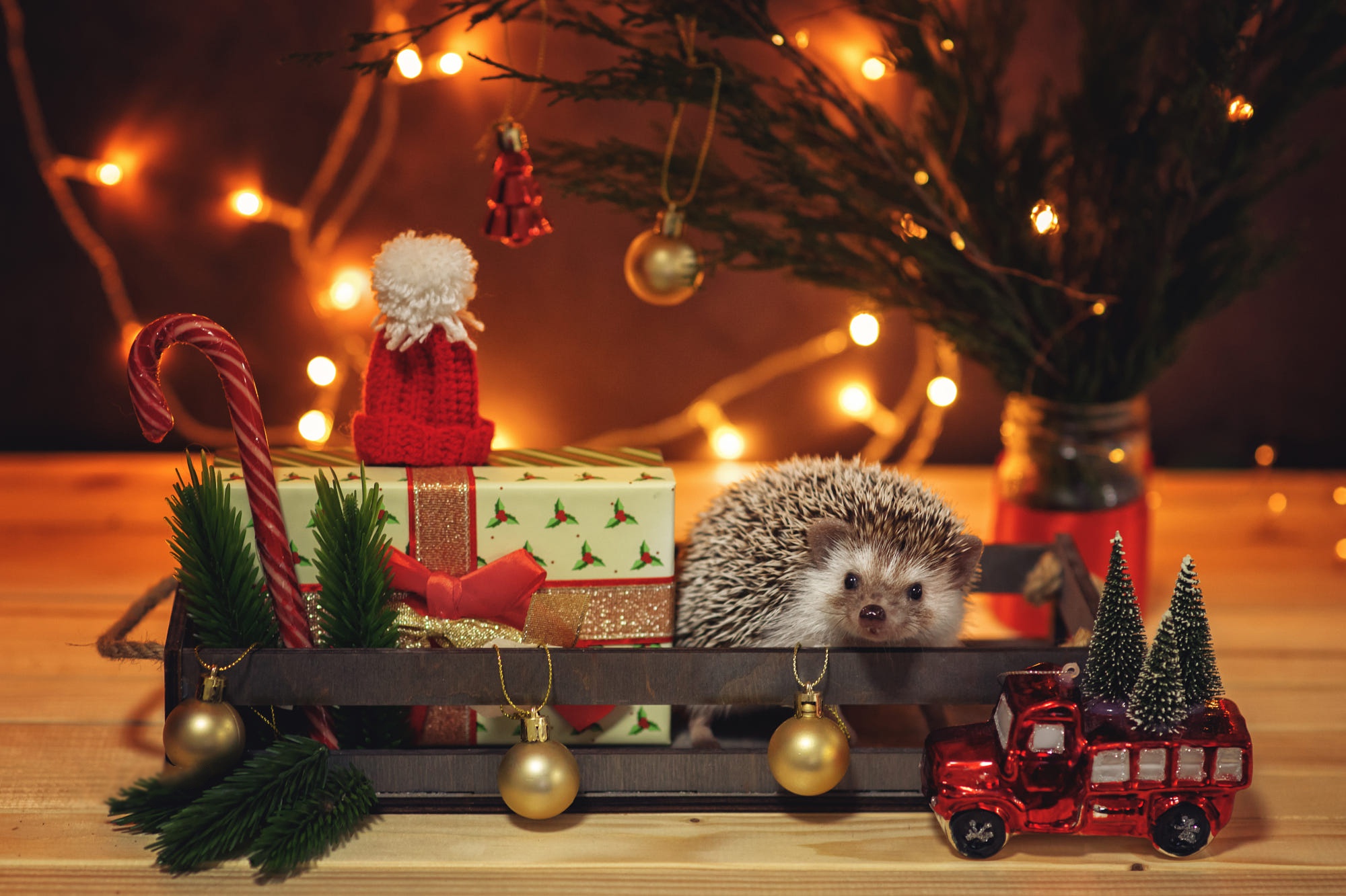 Скачать обои бесплатно Животные, Еж, Рождественские Украшения картинка на рабочий стол ПК