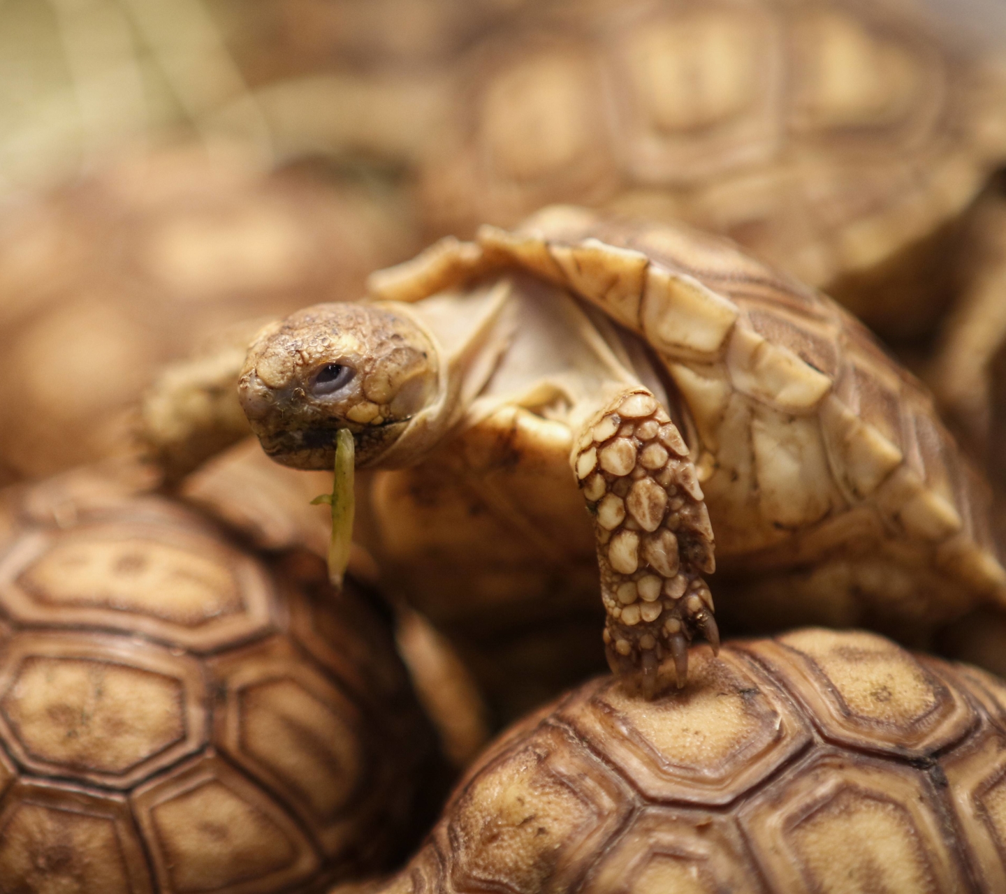 Download mobile wallpaper Turtles, Animal, Tortoise for free.
