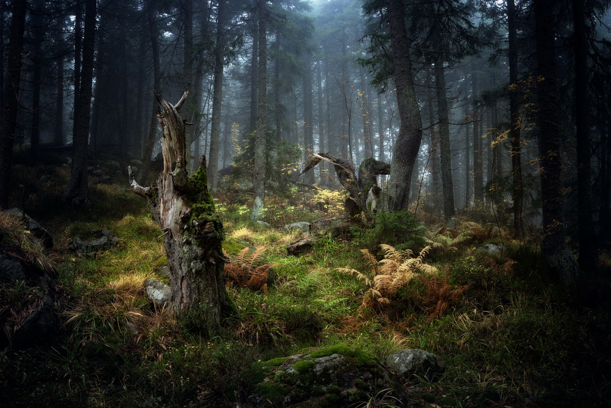 Téléchargez gratuitement l'image Forêt, Arbre, La Nature, Terre/nature sur le bureau de votre PC