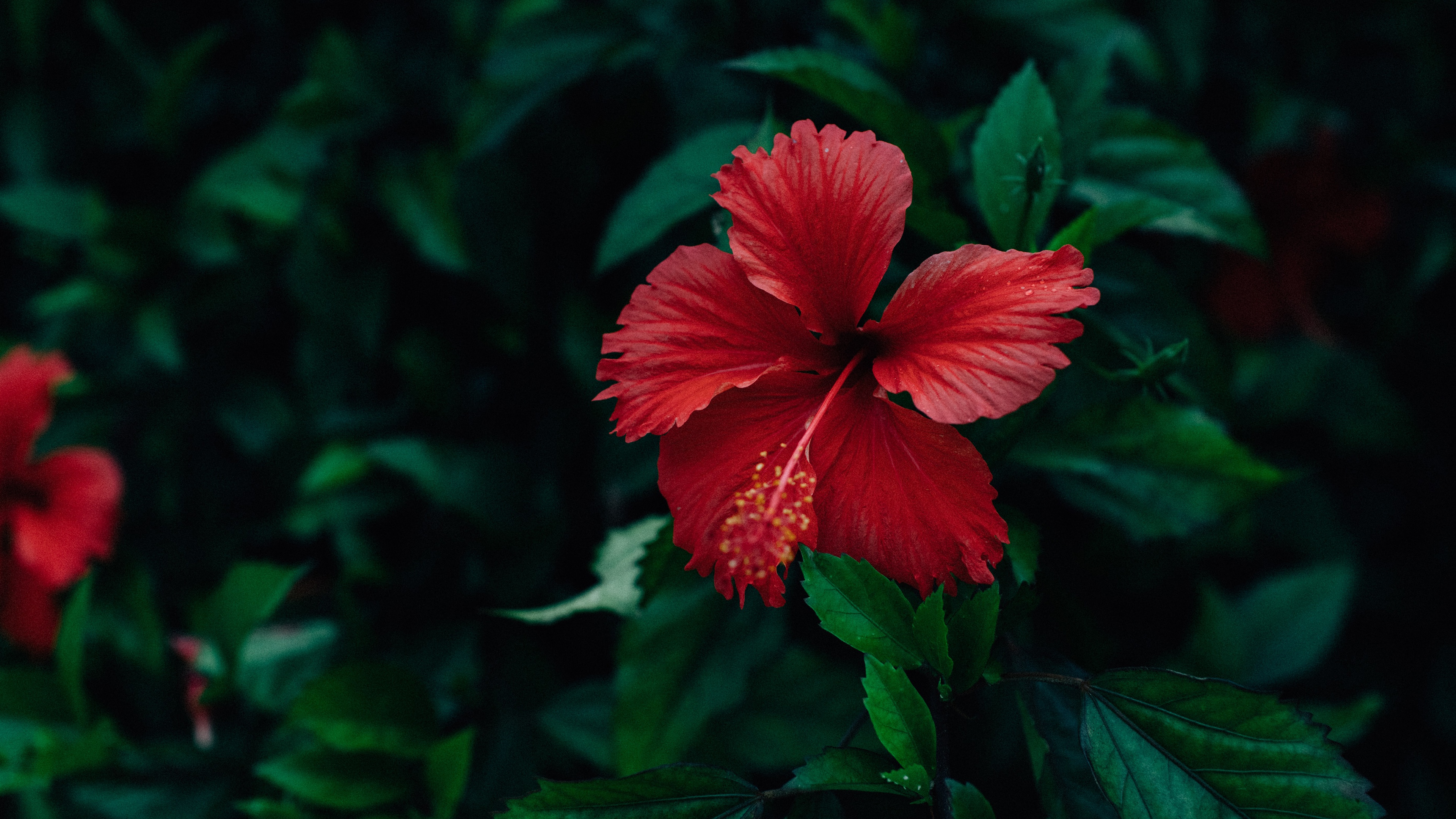 Descarga gratis la imagen Flores, Hibisco, Flor Roja, Tierra/naturaleza en el escritorio de tu PC