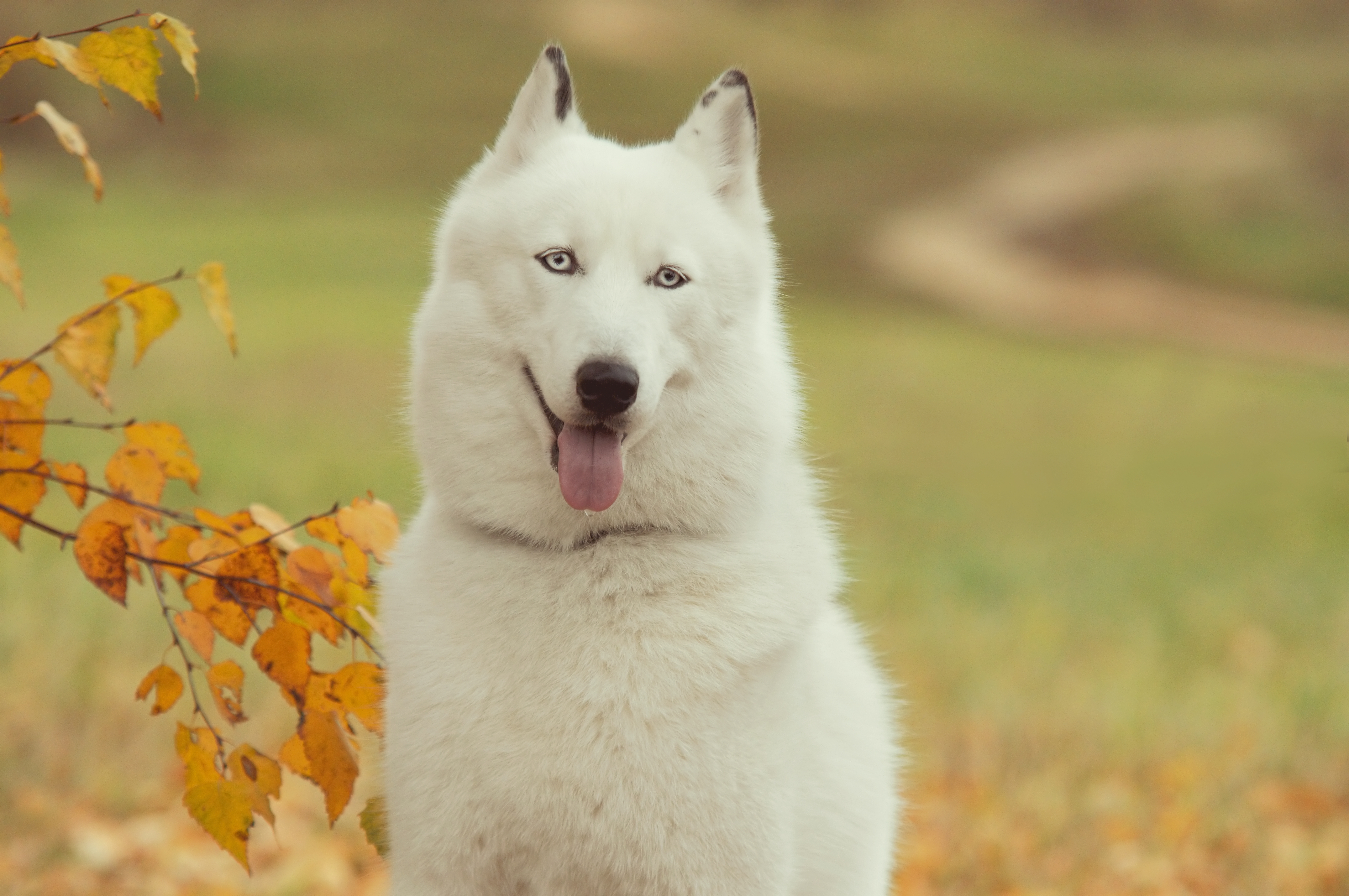 husky, autumn, animals, wood, forest, tree, dog, branch, haska