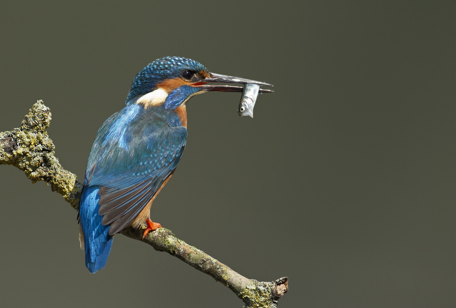 Téléchargez des papiers peints mobile Martin Pêcheur, Des Oiseaux, Animaux gratuitement.