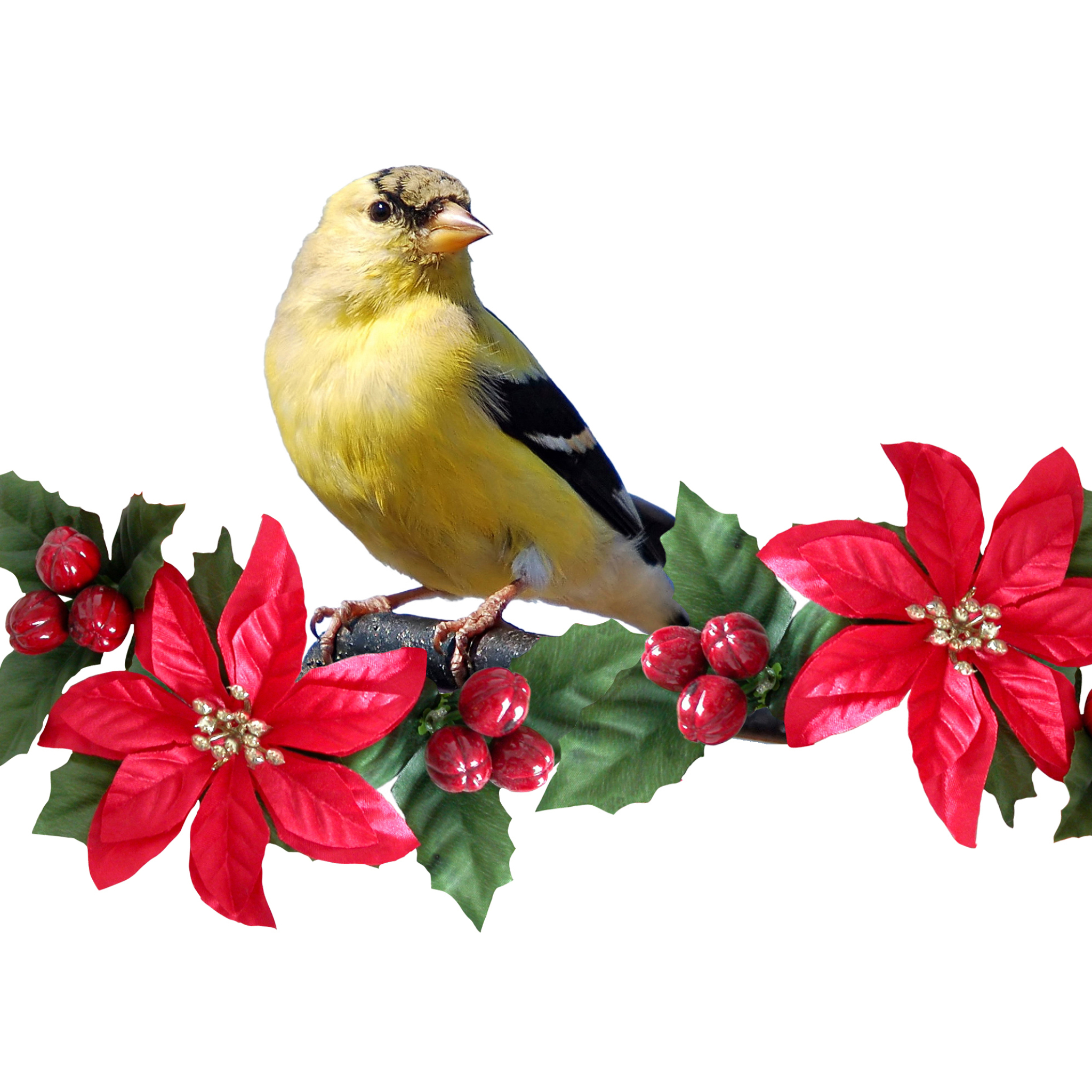 Free download wallpaper Birds, Animal, Goldfinch on your PC desktop