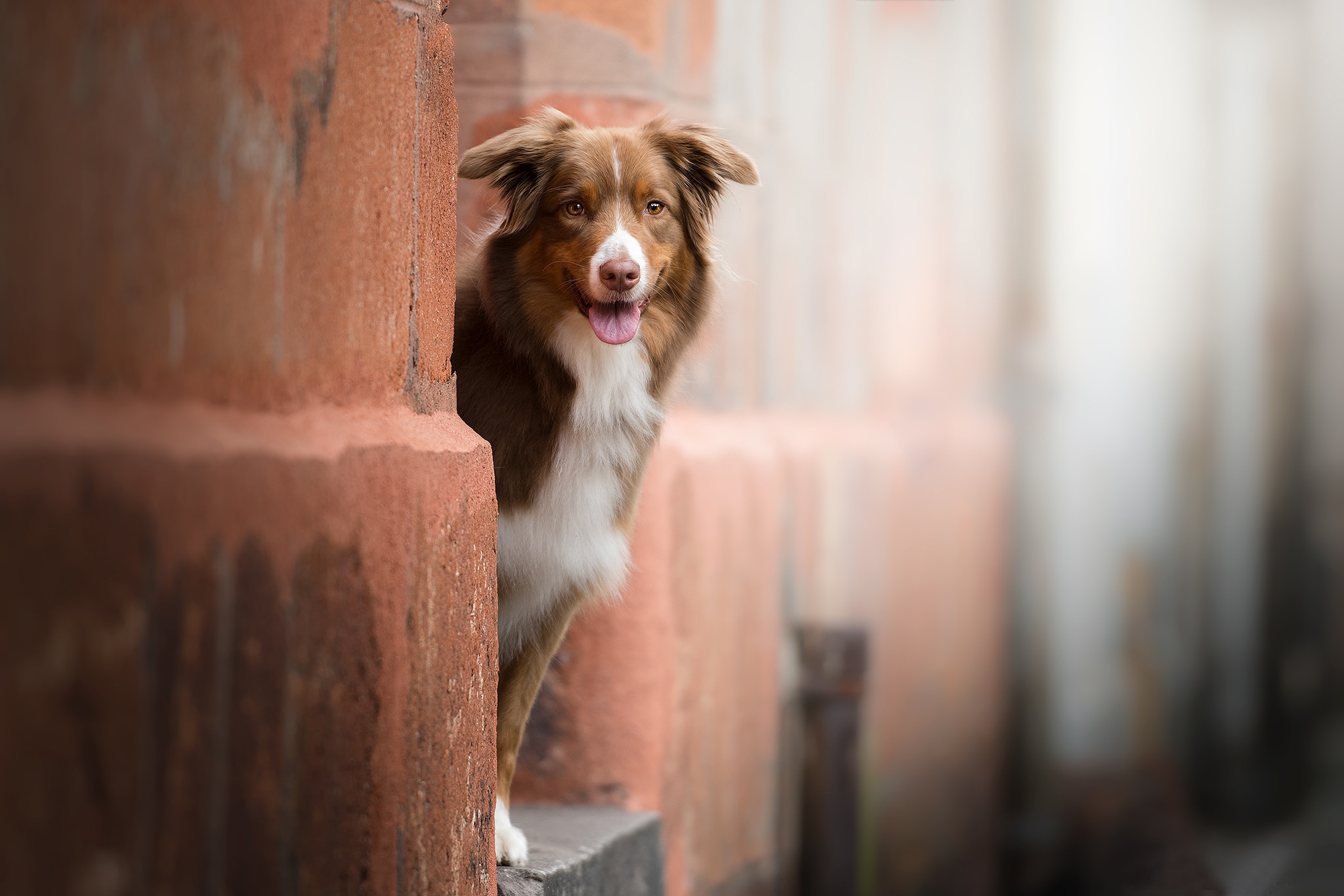 Descarga gratuita de fondo de pantalla para móvil de Animales, Perros, Perro, Pastor Australiano, Profundidad De Campo.