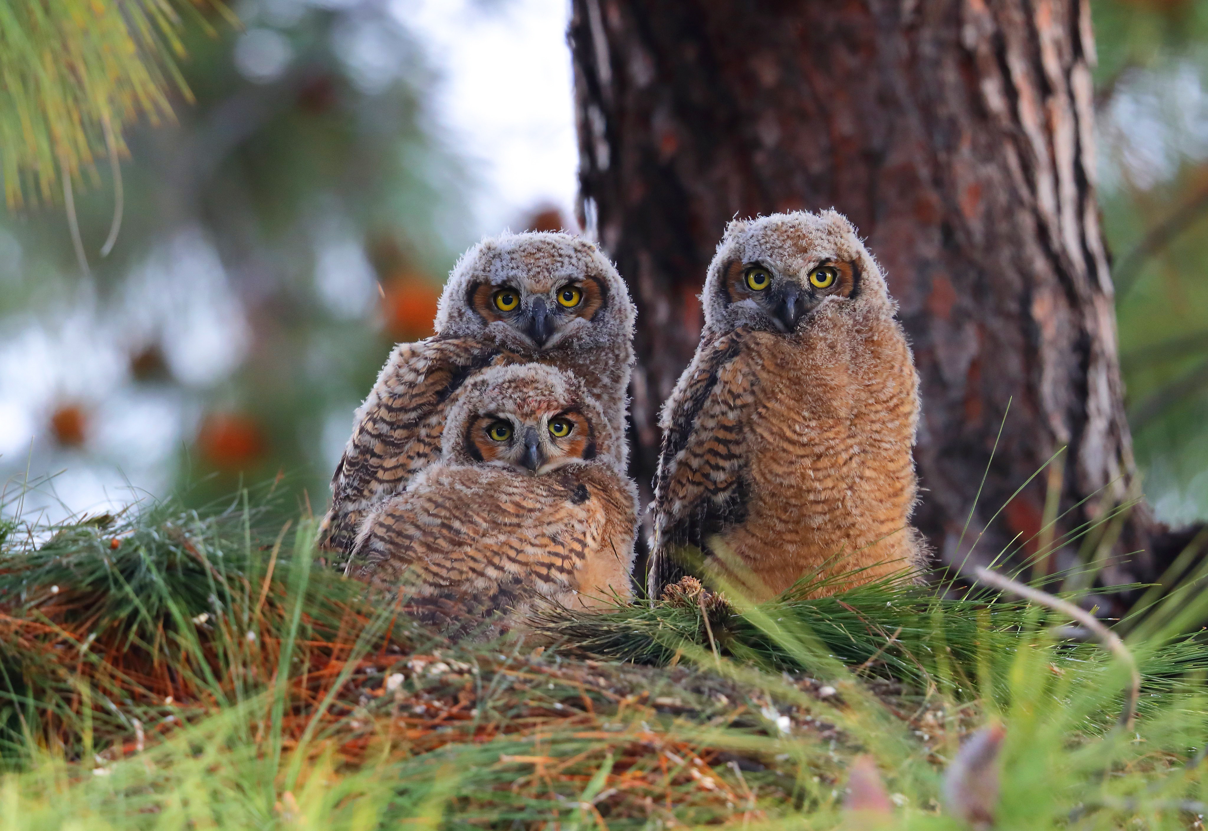 Free download wallpaper Birds, Owl, Bird, Animal on your PC desktop