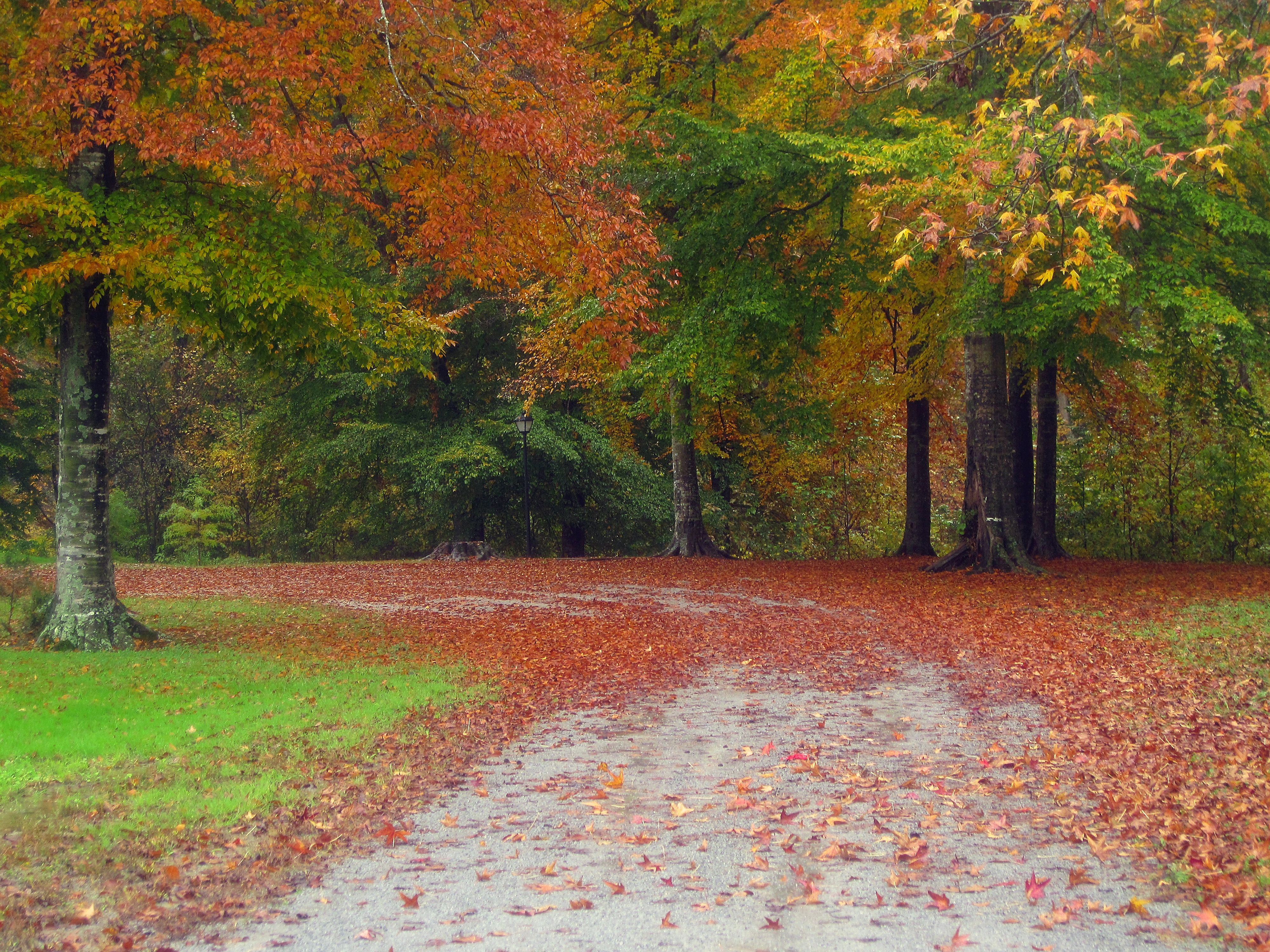 Download mobile wallpaper Autumn, Trees, Road, Nature, Landscape for free.