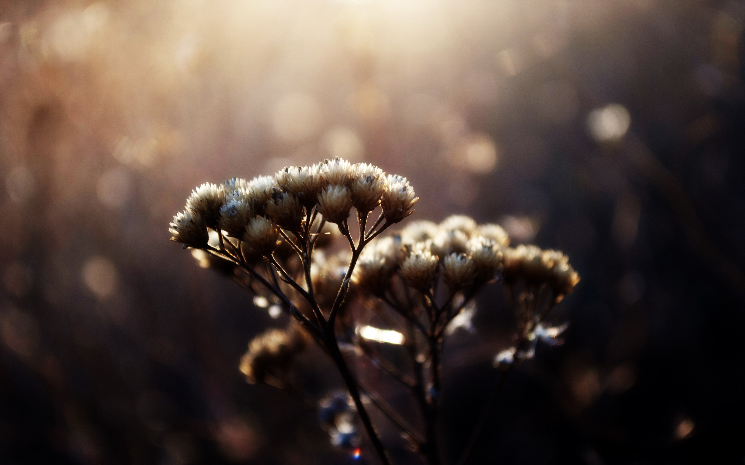 Handy-Wallpaper Blumen, Blume, Erde/natur kostenlos herunterladen.