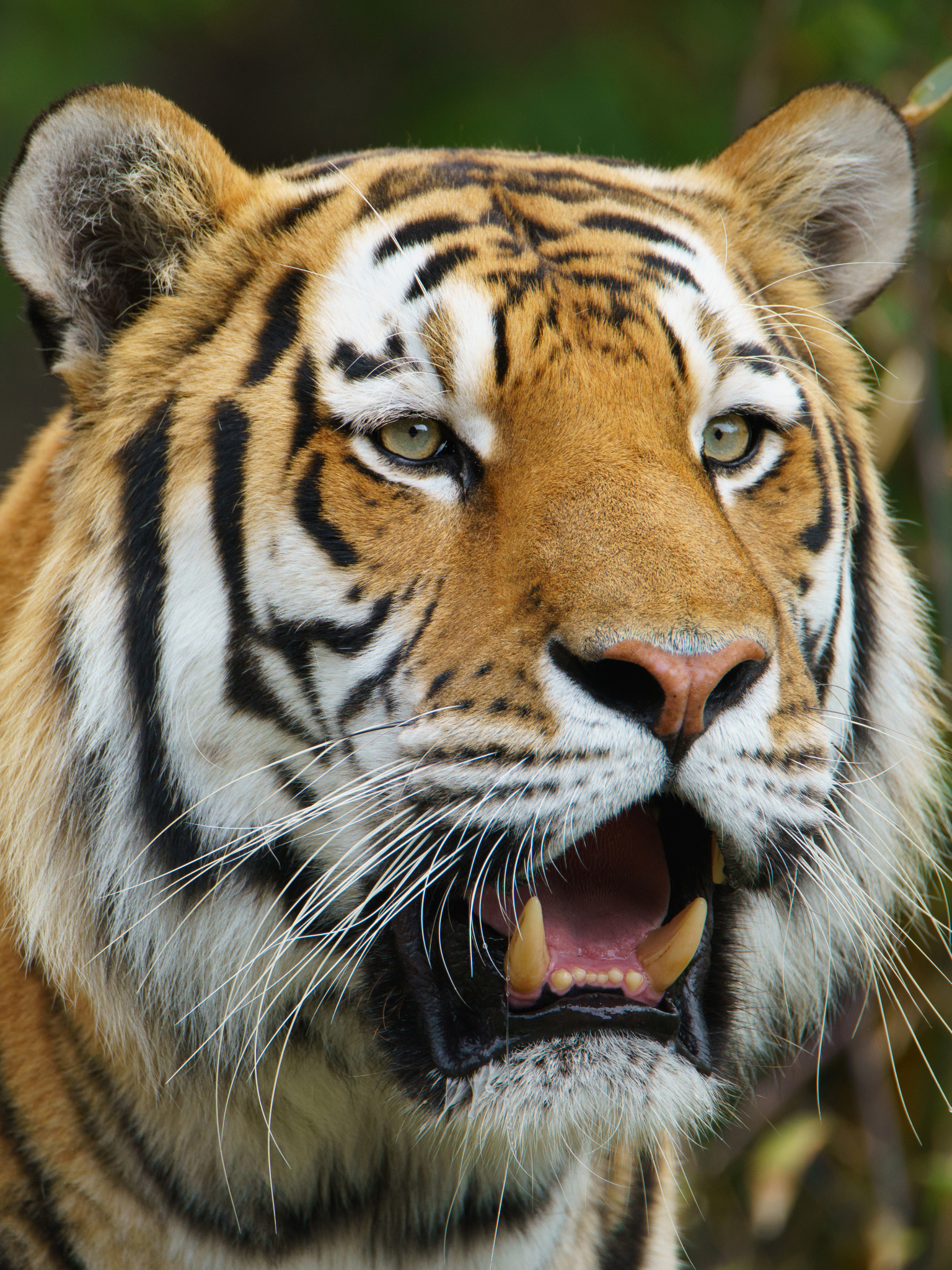 Handy-Wallpaper Tiere, Katzen, Tiger kostenlos herunterladen.