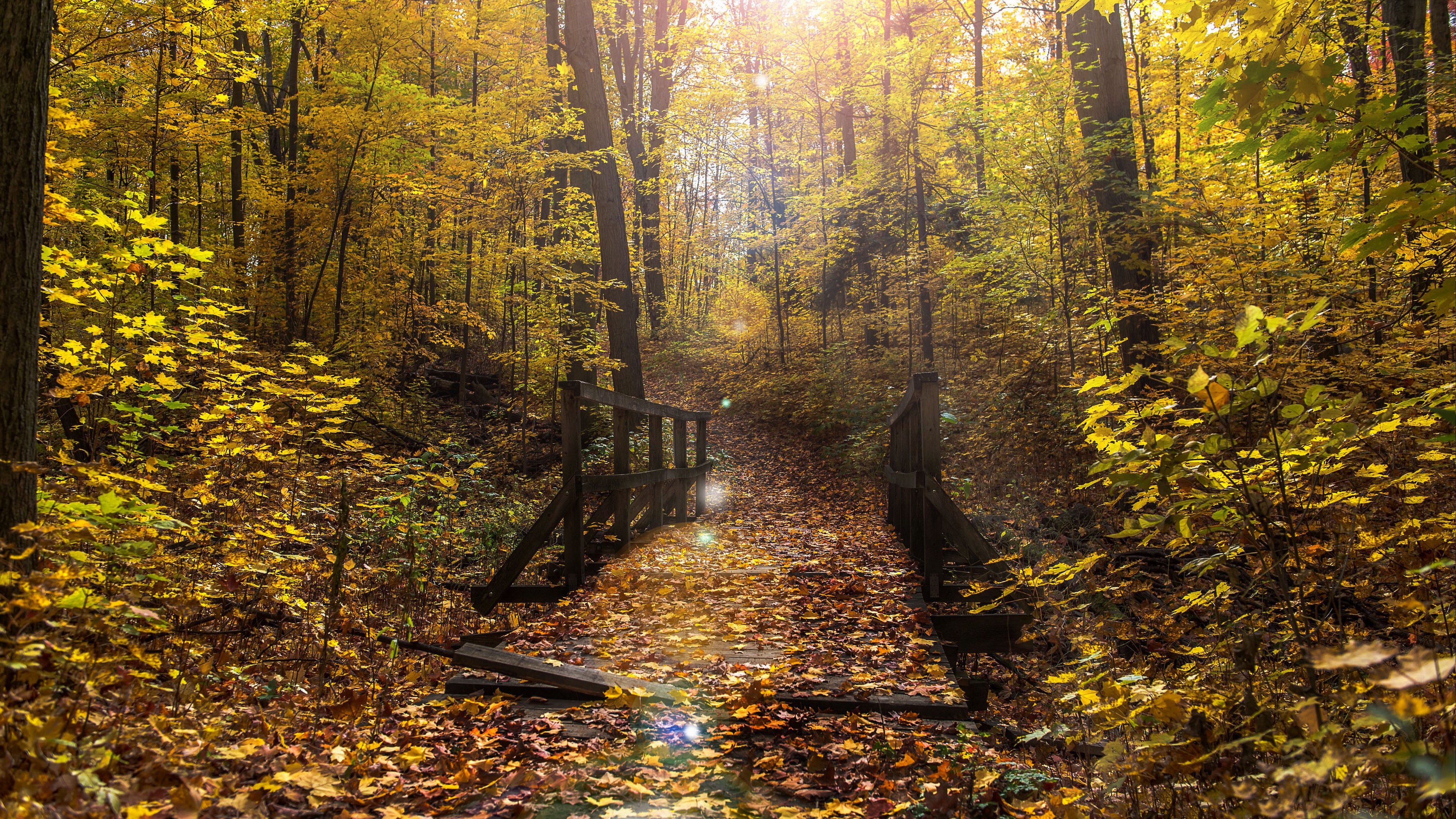 Laden Sie das Herbst, Wald, Brücke, Fotografie-Bild kostenlos auf Ihren PC-Desktop herunter