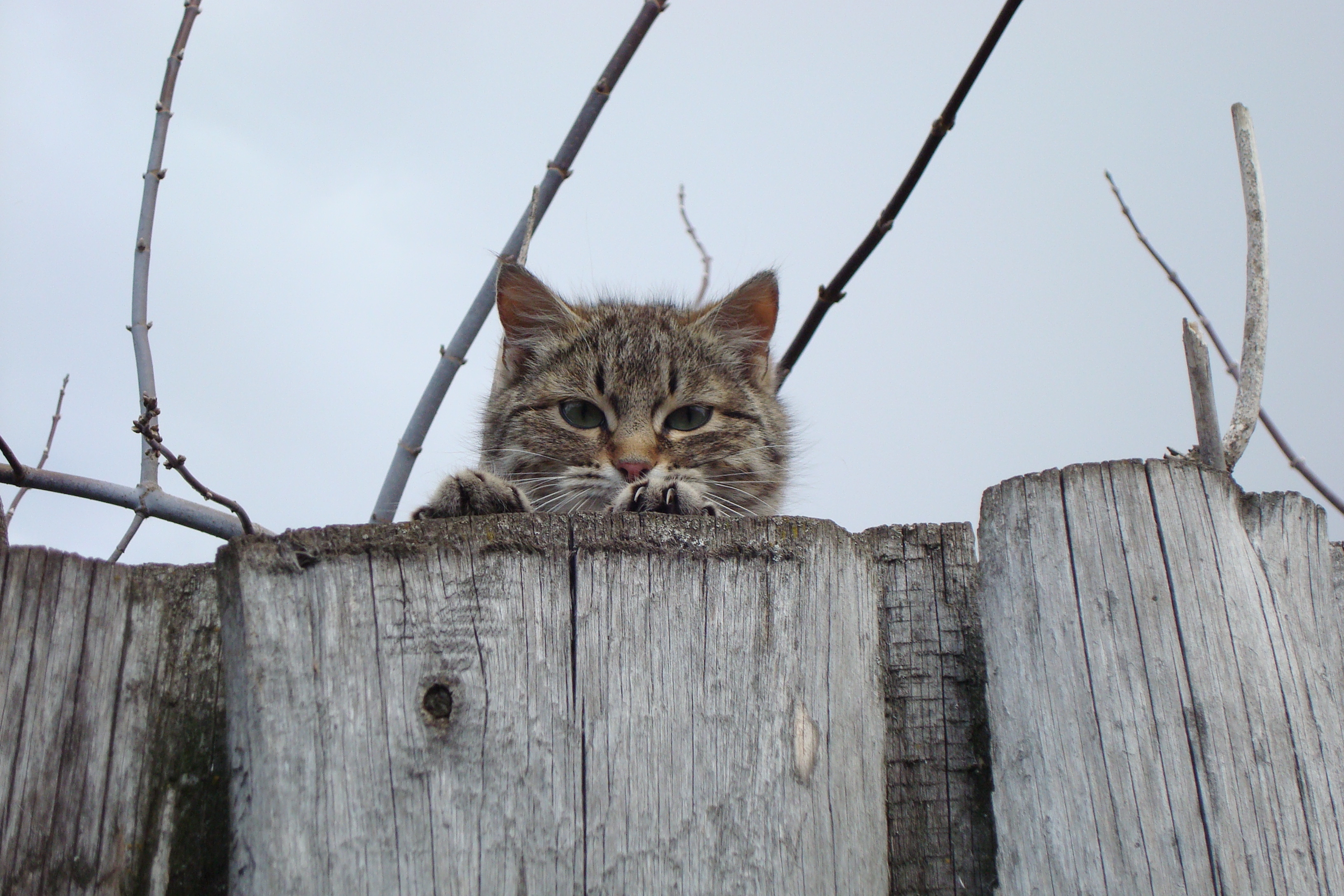 Download mobile wallpaper Peek Out, Look Out, Fence, Opinion, Sight, Animals, Muzzle, Cat for free.