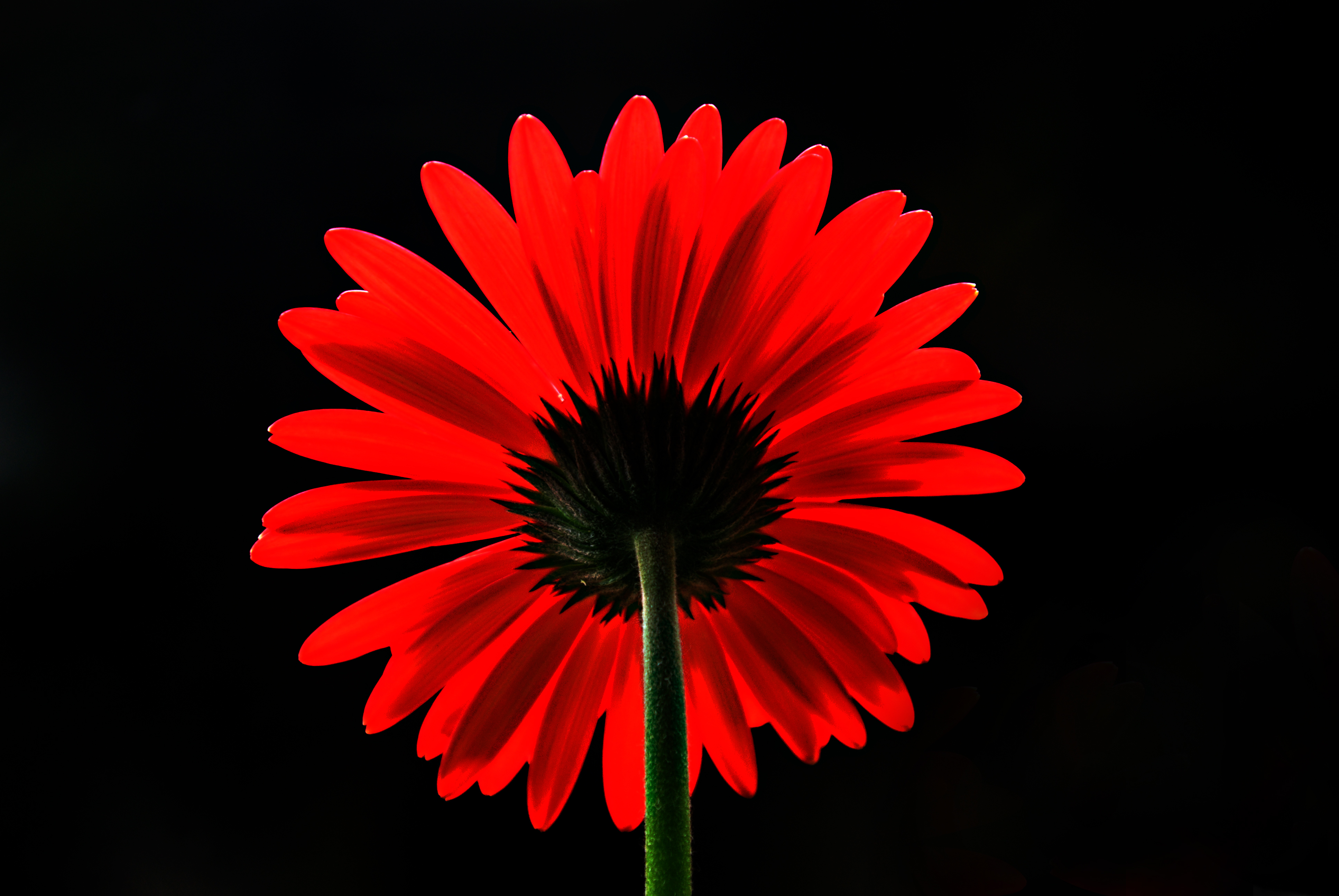 Laden Sie das Blumen, Gerbera, Blume, Nahansicht, Rote Blume, Erde/natur-Bild kostenlos auf Ihren PC-Desktop herunter