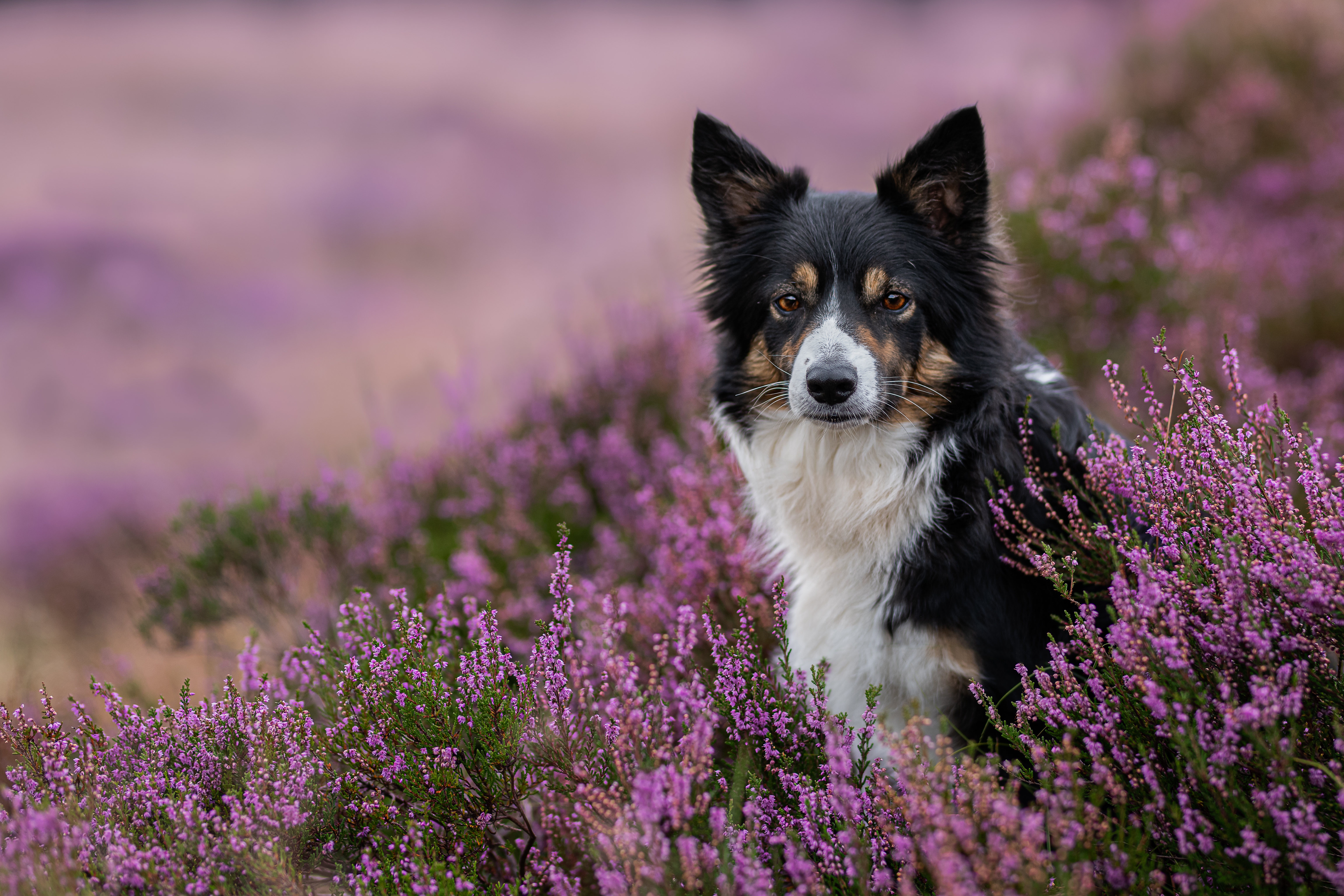 dogs, animal, border collie, dog, flower, heather