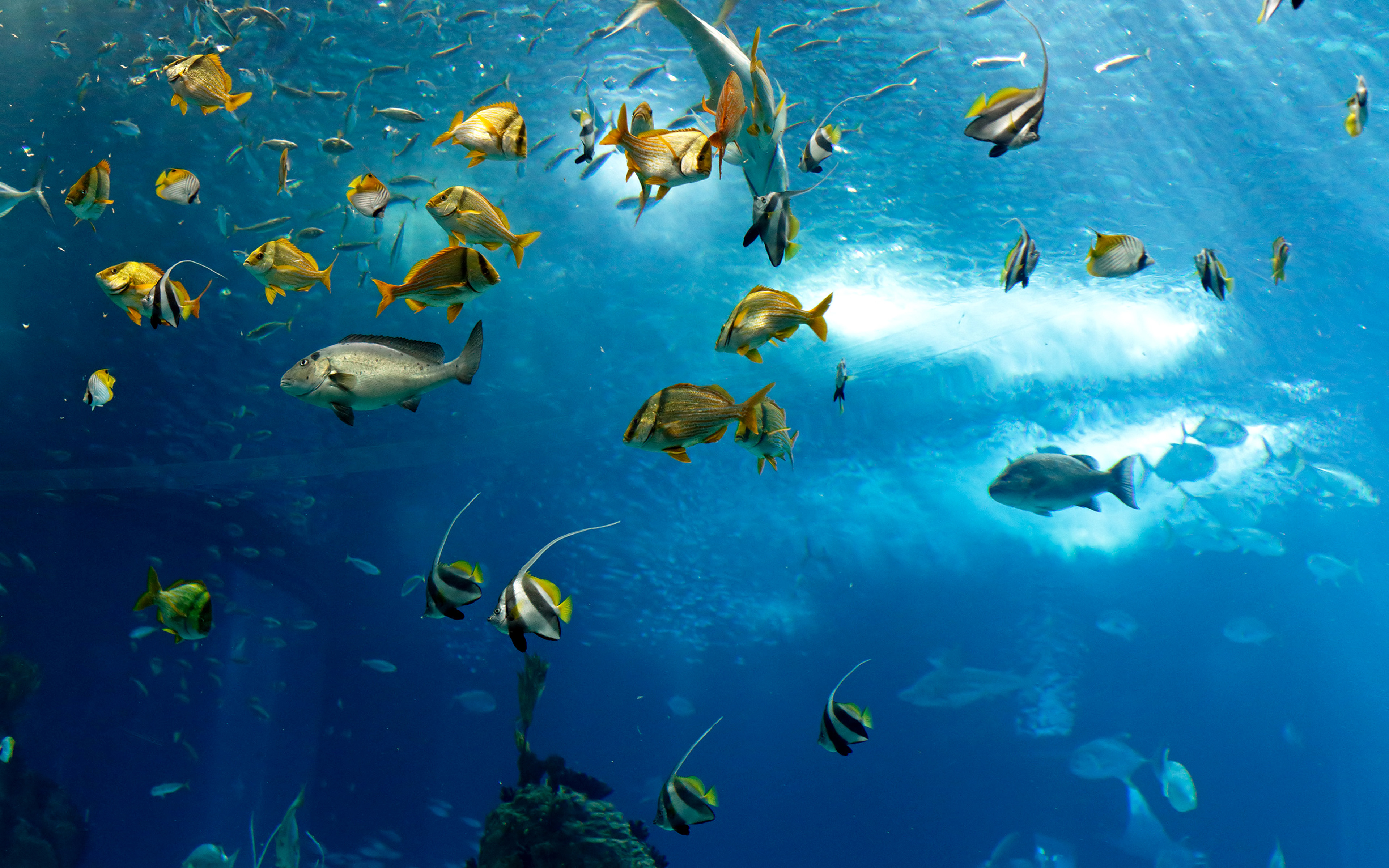 442453 télécharger l'image mer, animaux, poisson, poisson ange, océan, sous l'eau, des poissons - fonds d'écran et économiseurs d'écran gratuits