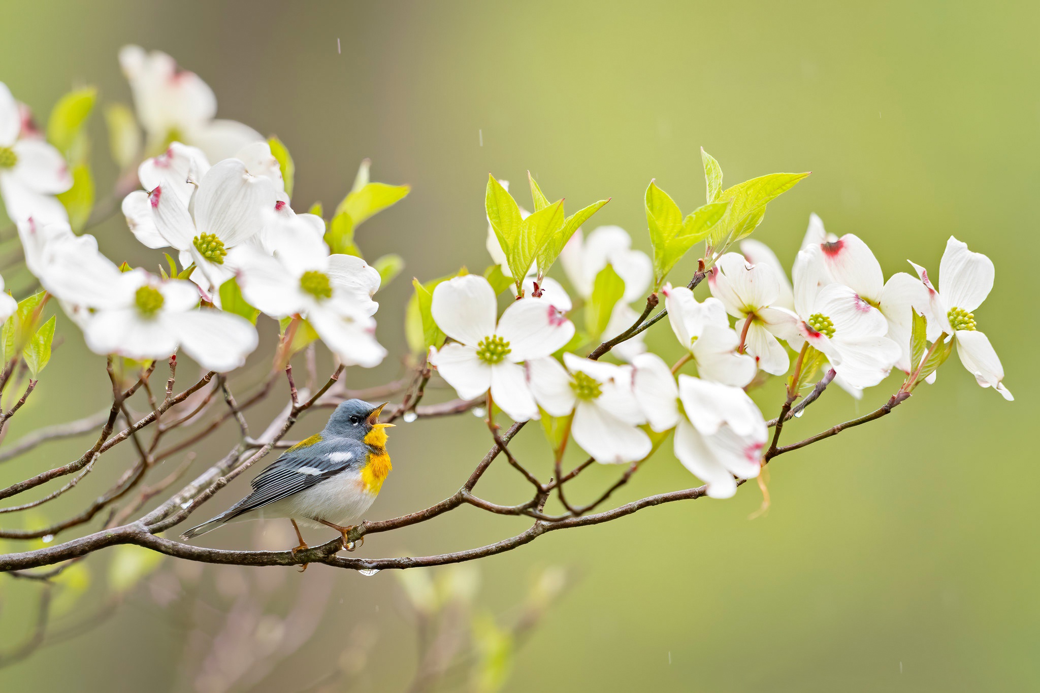 Free download wallpaper Birds, Flower, Bird, Animal on your PC desktop